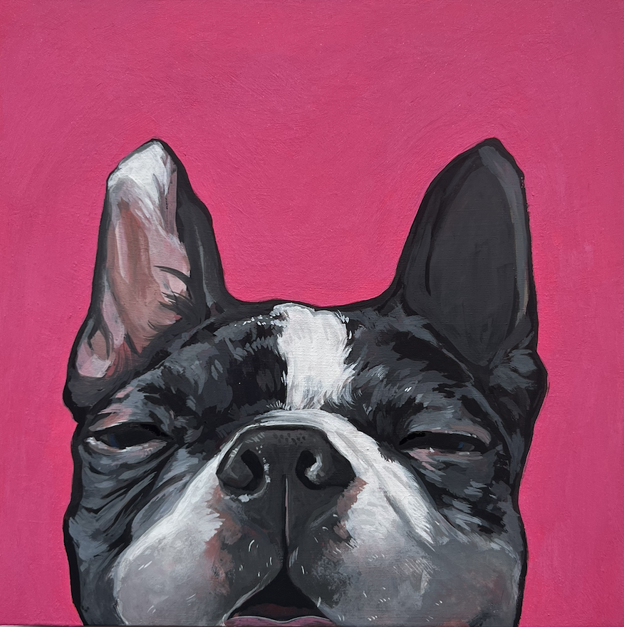 Painting of a Boston Terrier with a pink background.