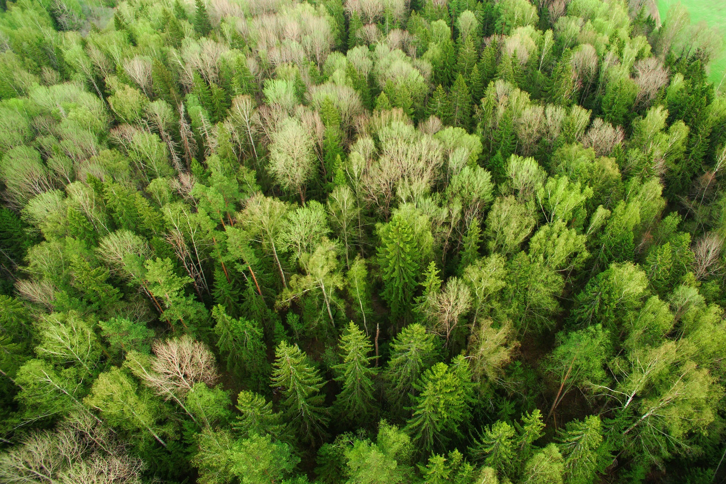 Aerial view of lush green forest representing sustainable consultation