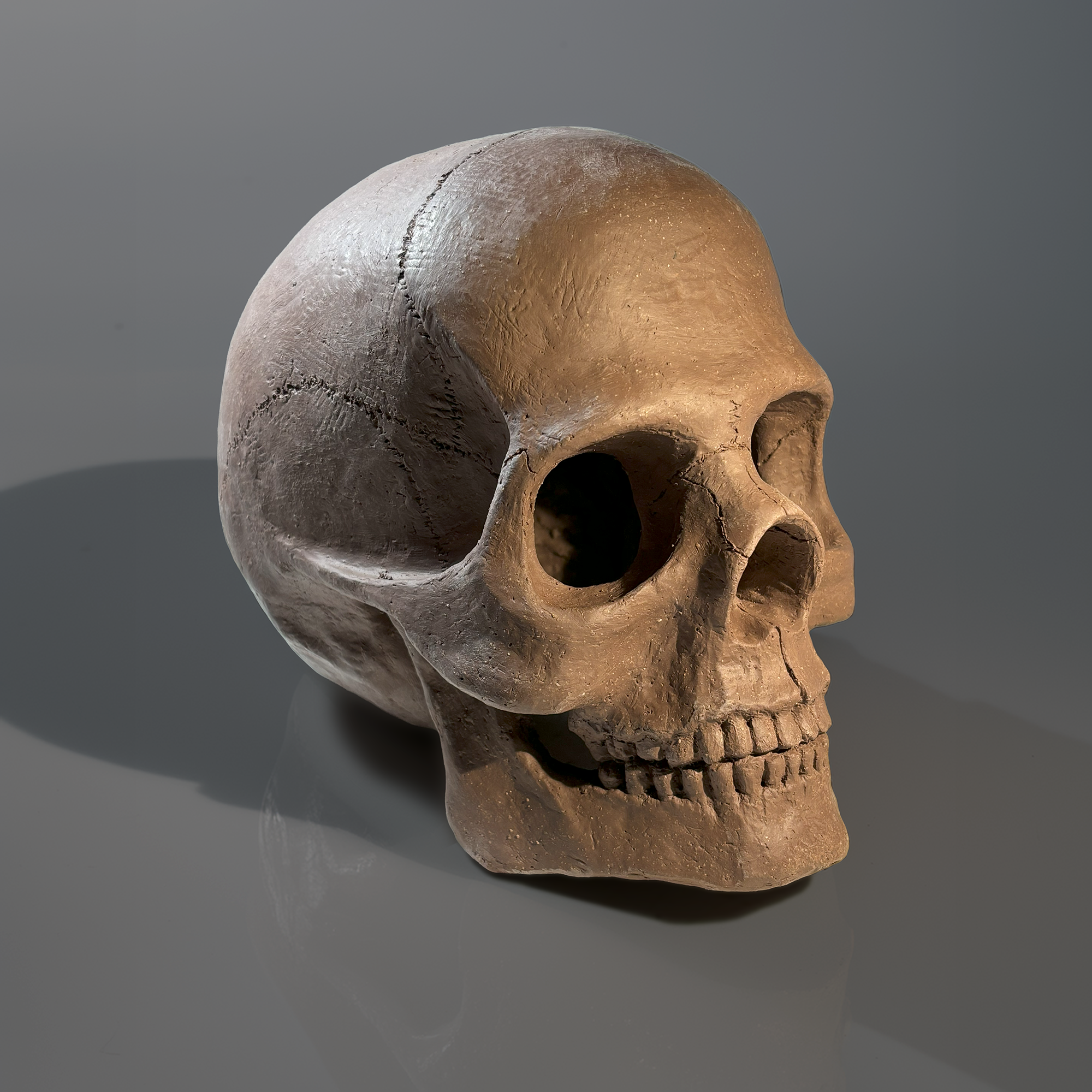 Anatomical Study: Skull