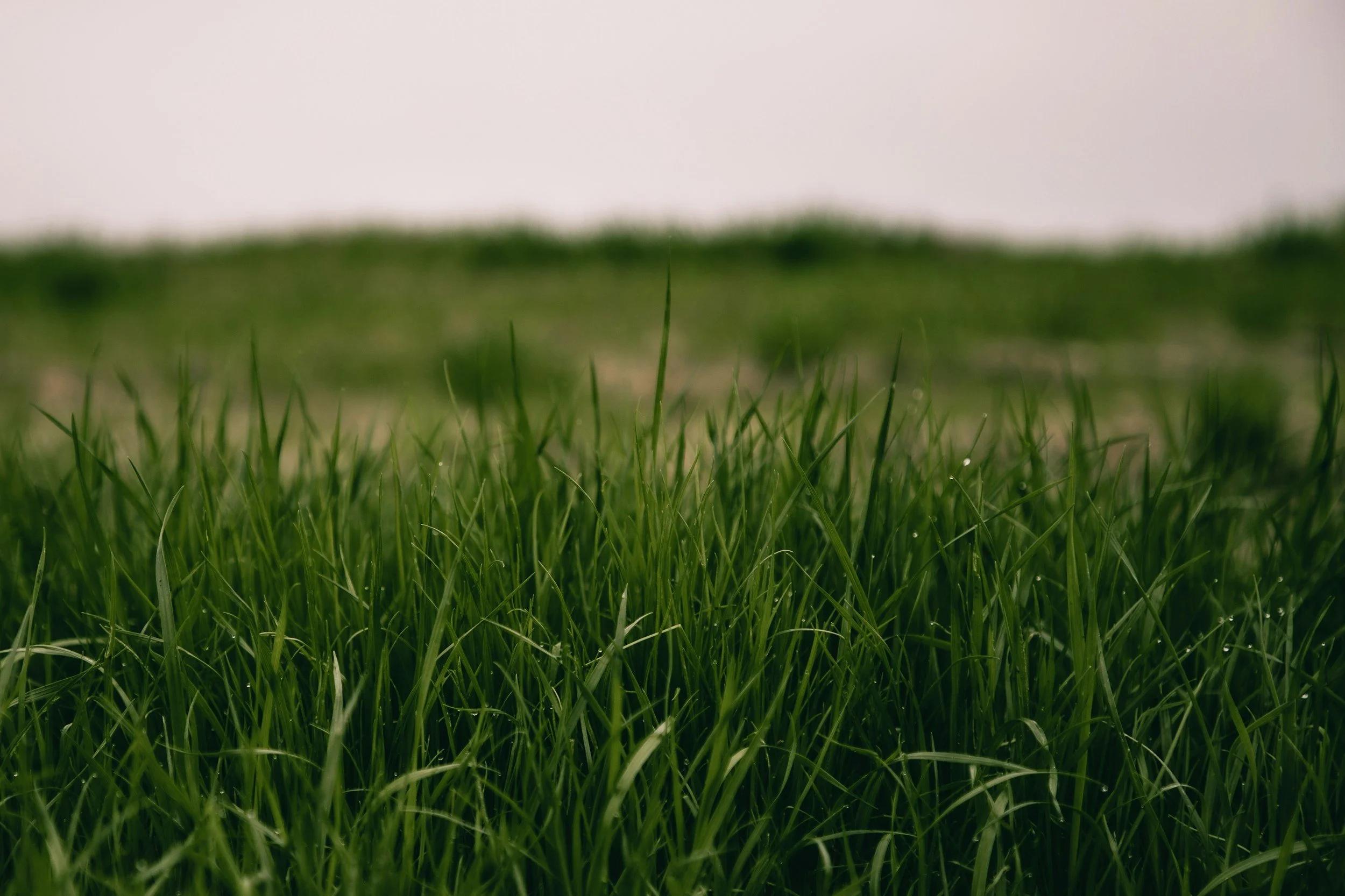 Close-up of green grass blades in a field with a blurred background.