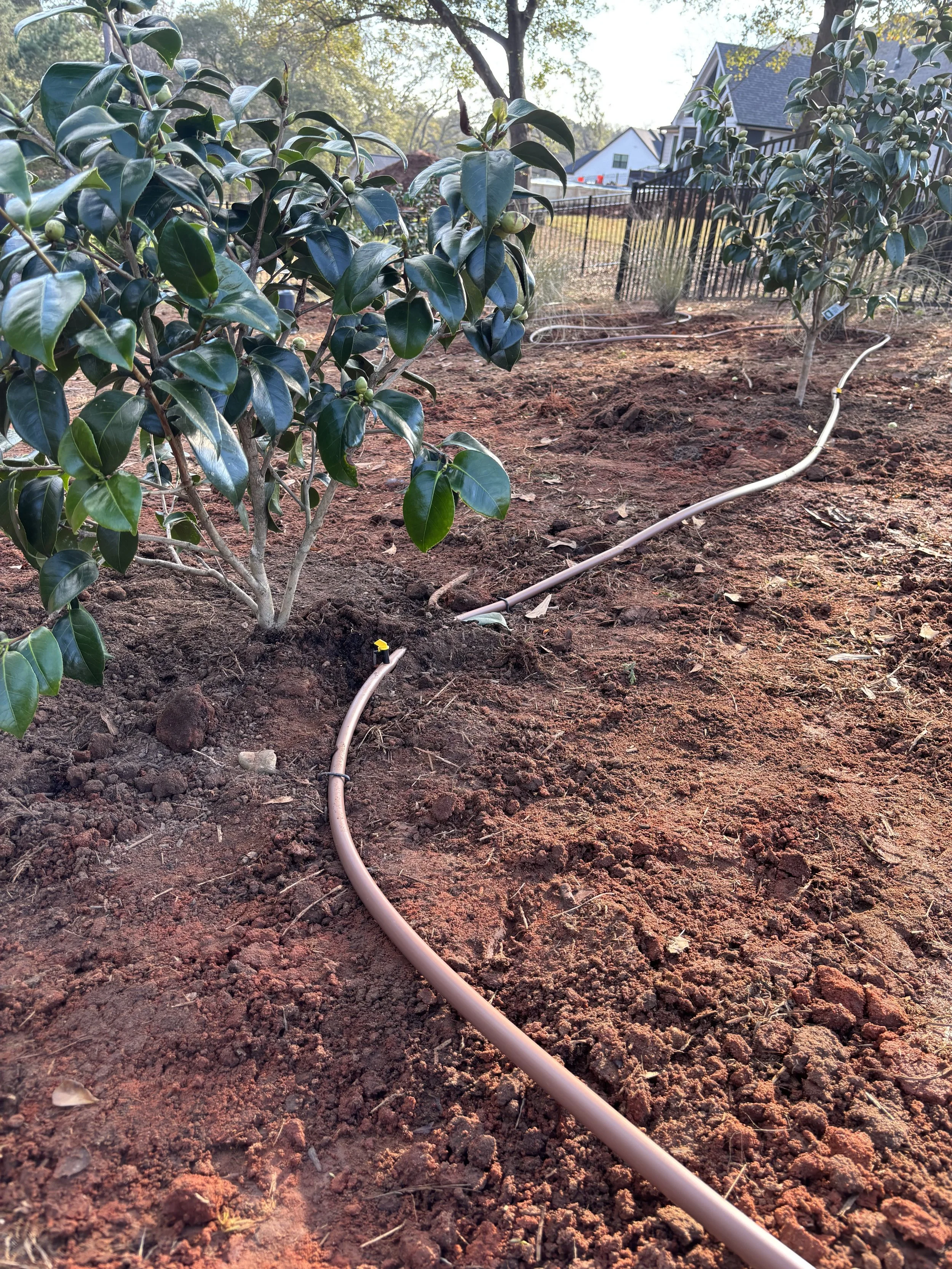 Close-up view of a drip irrigation line running along the soil near a flowering shrub in a backyard garden, with green trees and houses in the background.
