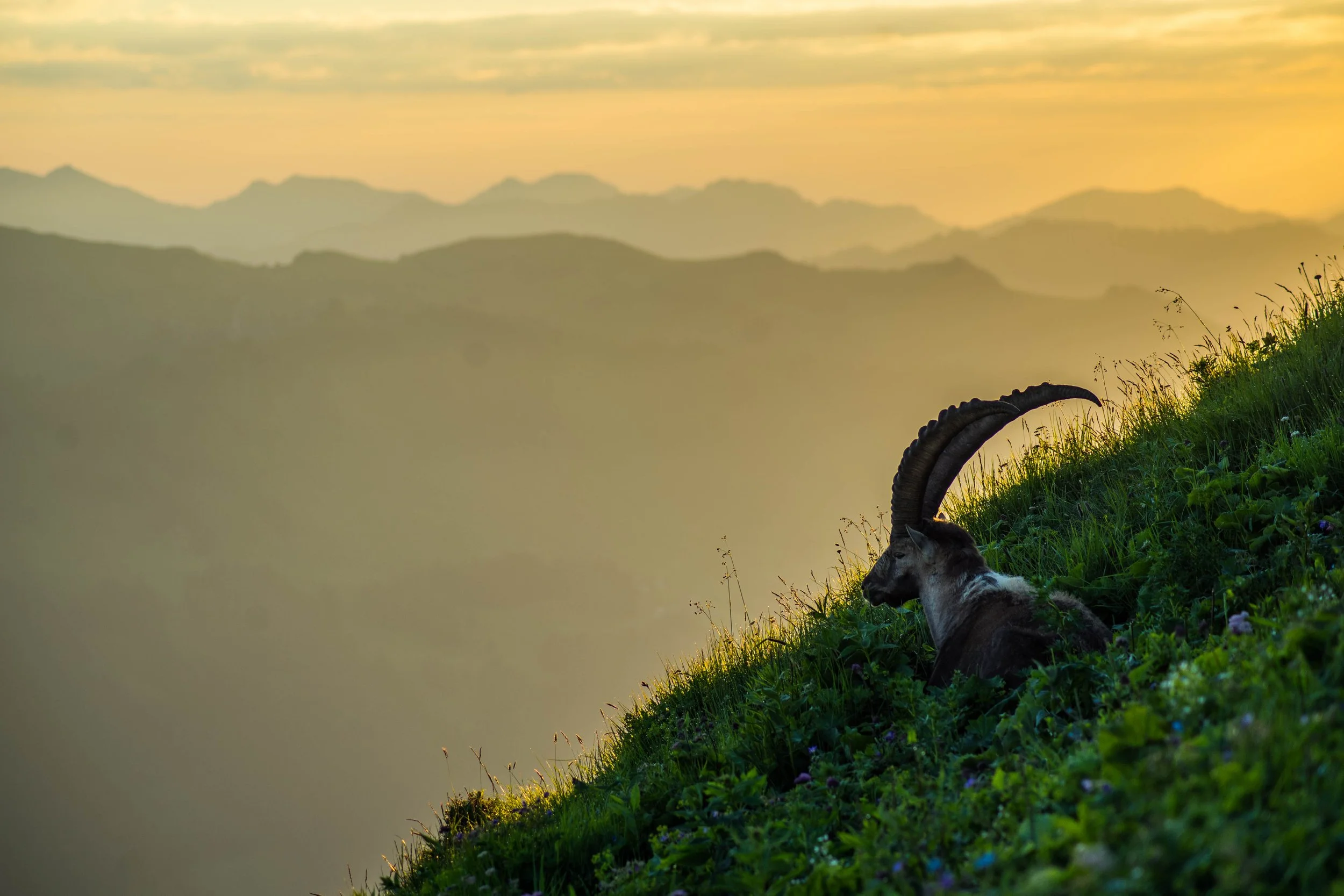 Ein Ibex sitzt auf einer grünen Bergwiese bei Sonnenaufgang, mit Bergketten im Hintergrund.