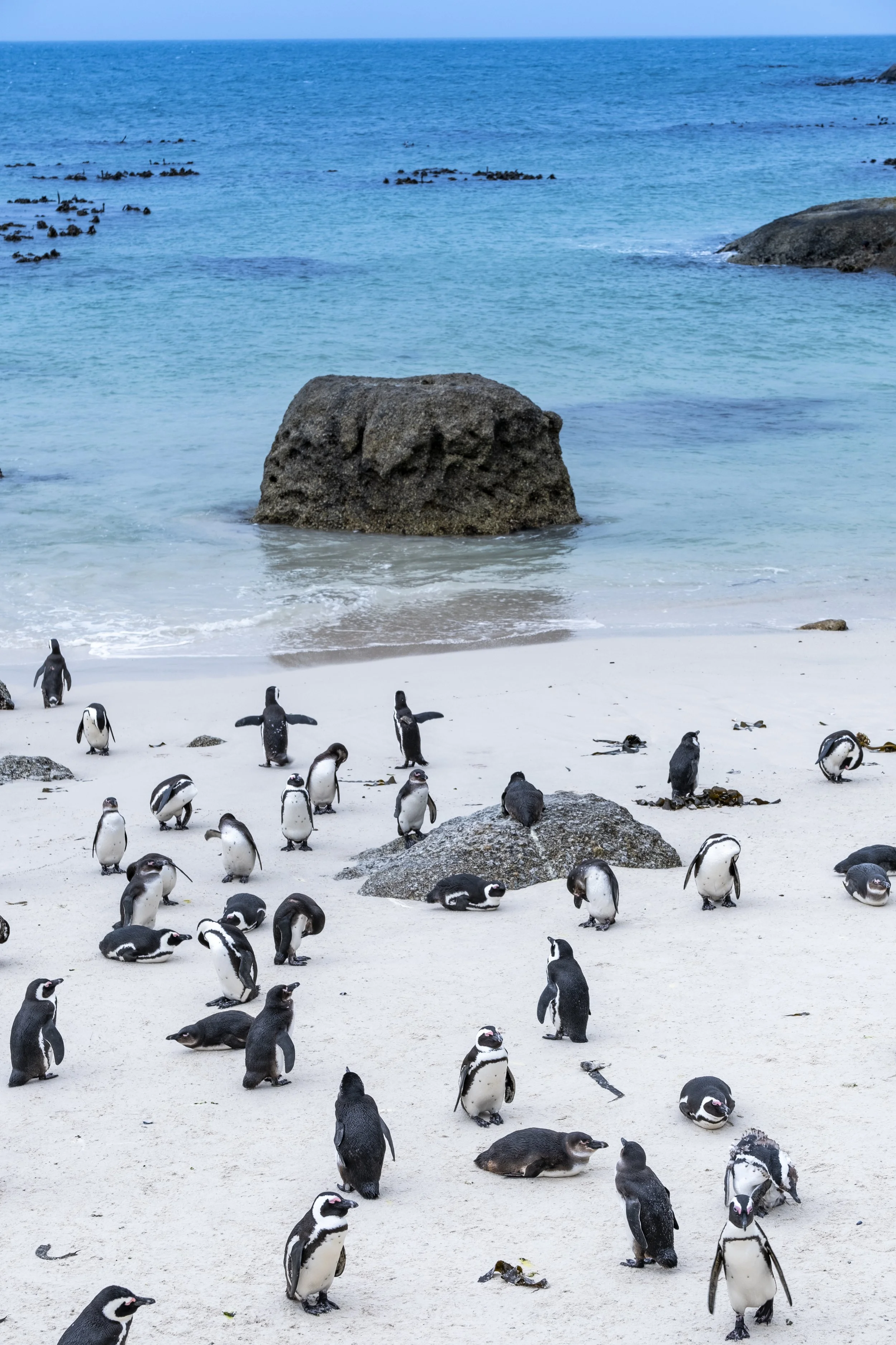Pinguine auf einem weißen Sandstrand mit Felsen und Blick auf das Meer