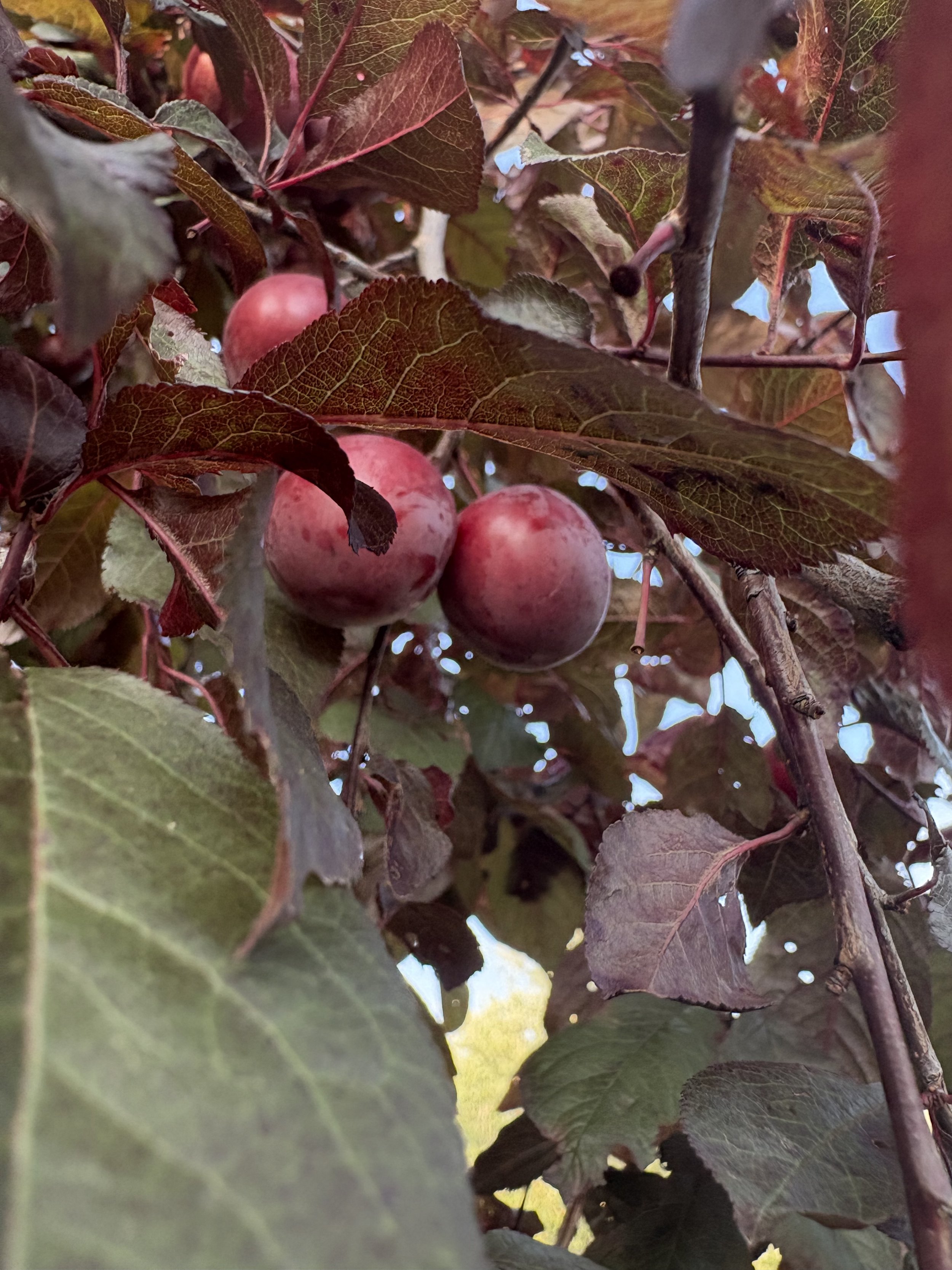 SPRING H.A.C. SALE #1