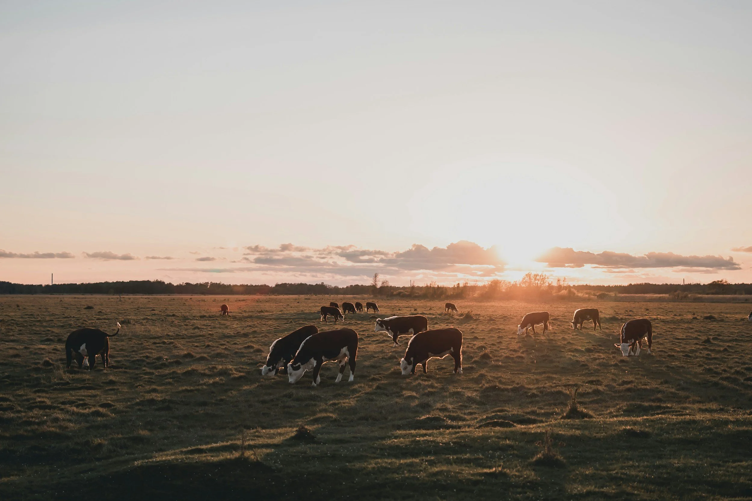 Cows grazing on a grassy field at sunset.