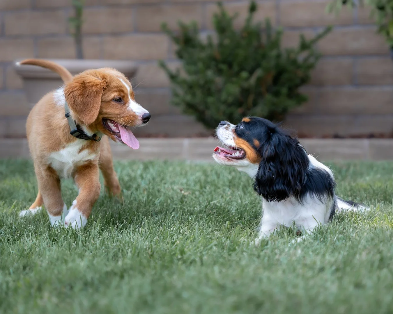 Two dogs, a puppy and a small adult, playing on a grassy yard with a wooden fence and bushes in the background.