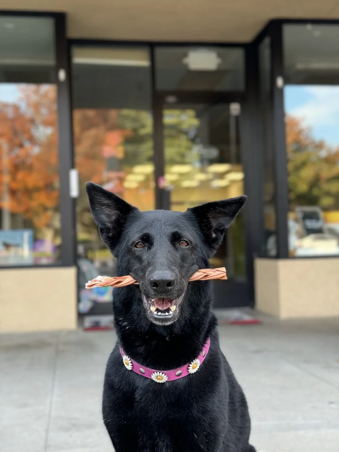 Black dog with a daisy-decorated pink collar holding a chew toy in its mouth, standing outside a store with autumn-colored trees reflected in the background.