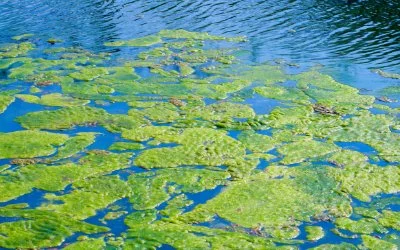 Protect Your Pup from Blue-Green Algae: 5 Things You Need to Know About Blue-Green Algae in Local Rivers