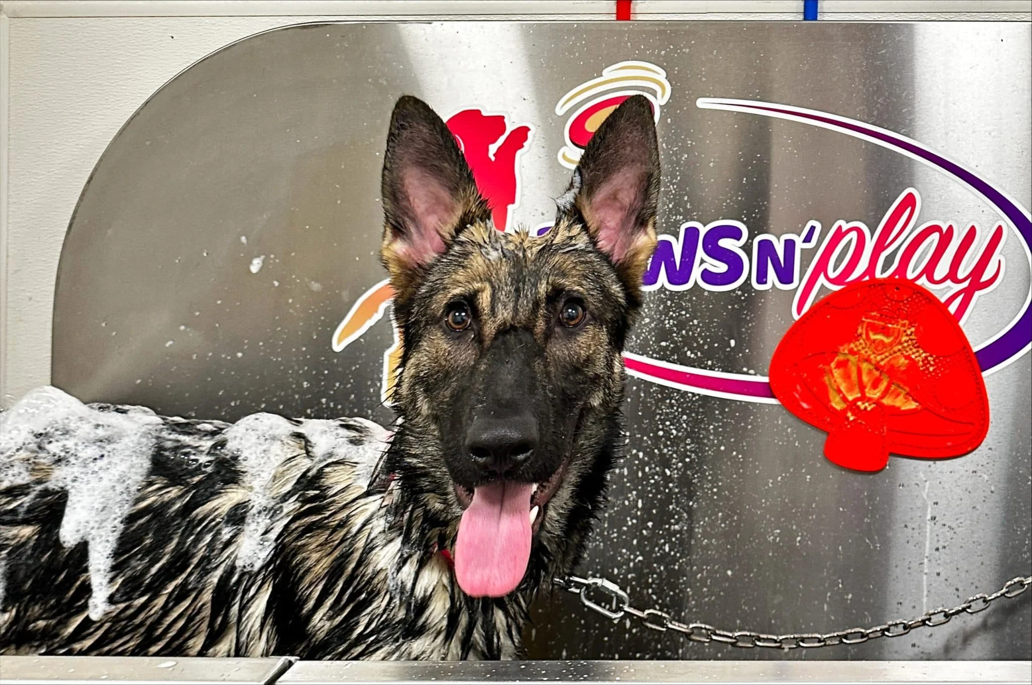 Barks &amp; Rec / Zaden the GSD has a positively fabulous 1st Bark &amp; Rec Adventure