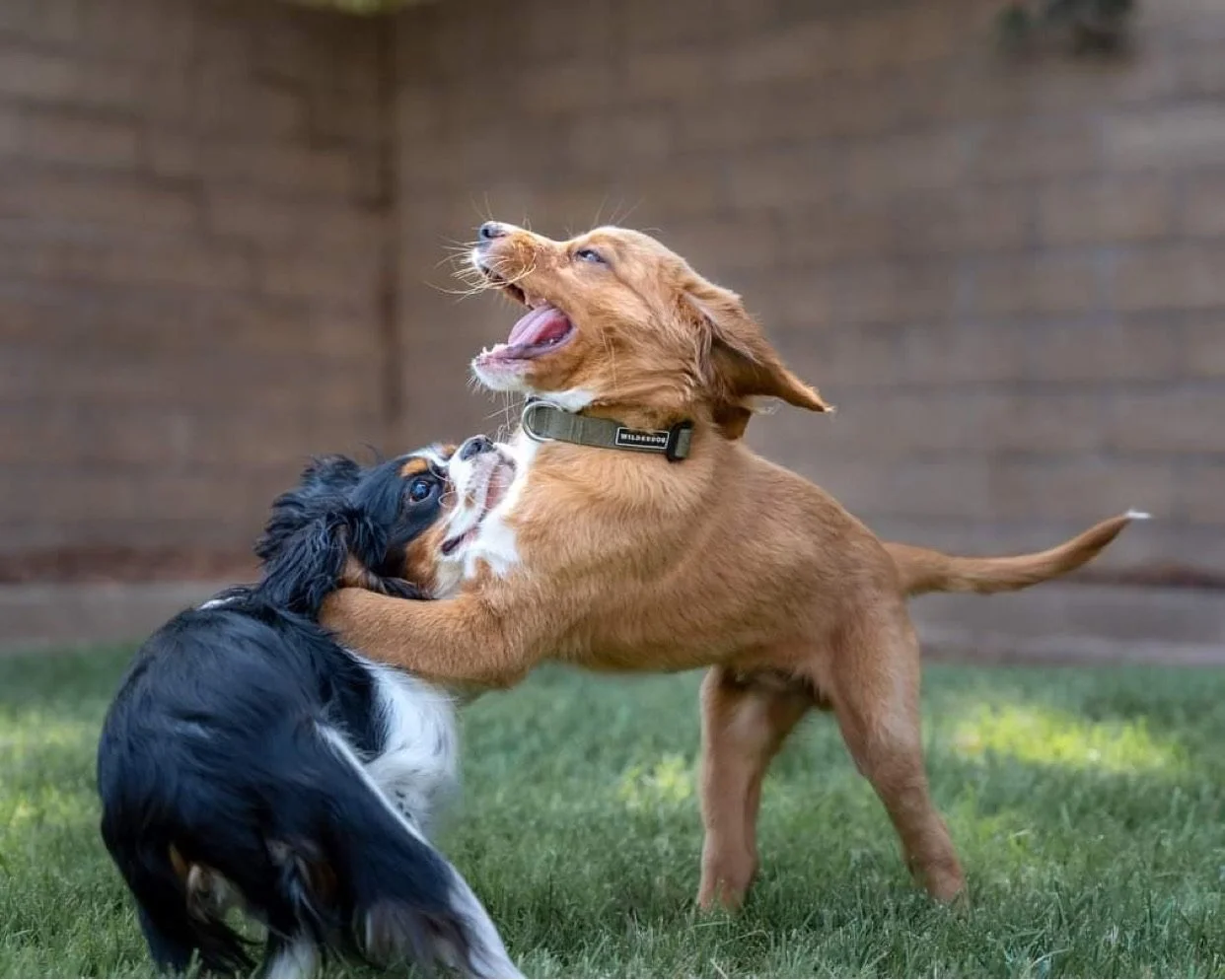 Two puppies, one black and white and the other brown, are playing and wrestling on a grassy yard, with a wooden fence in the background.