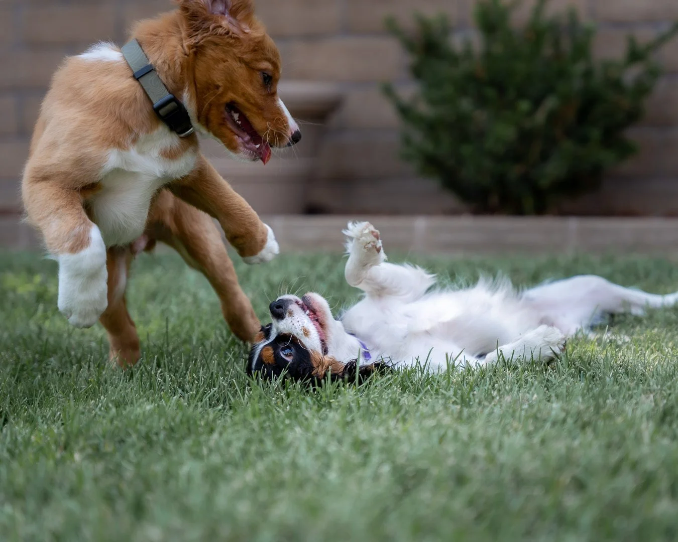 Two puppies playing on the grass, one standing over the other who is lying on their back.