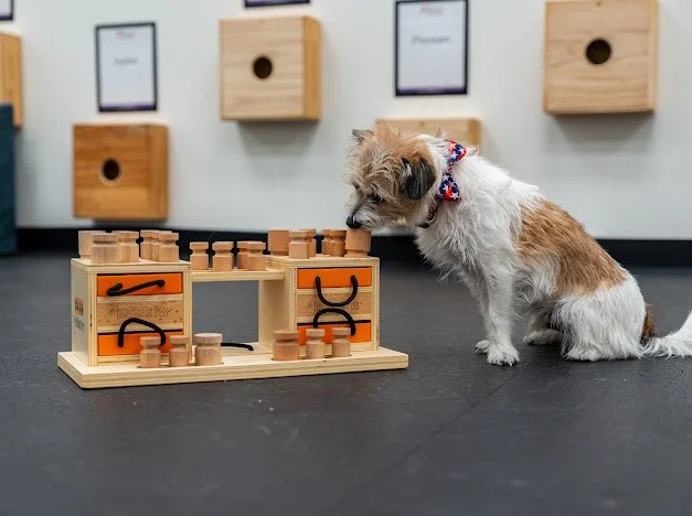 A small dog with a colorful bandana playing a wooden puzzle game on a black floor, with wooden wall-mounted boxes in the background.