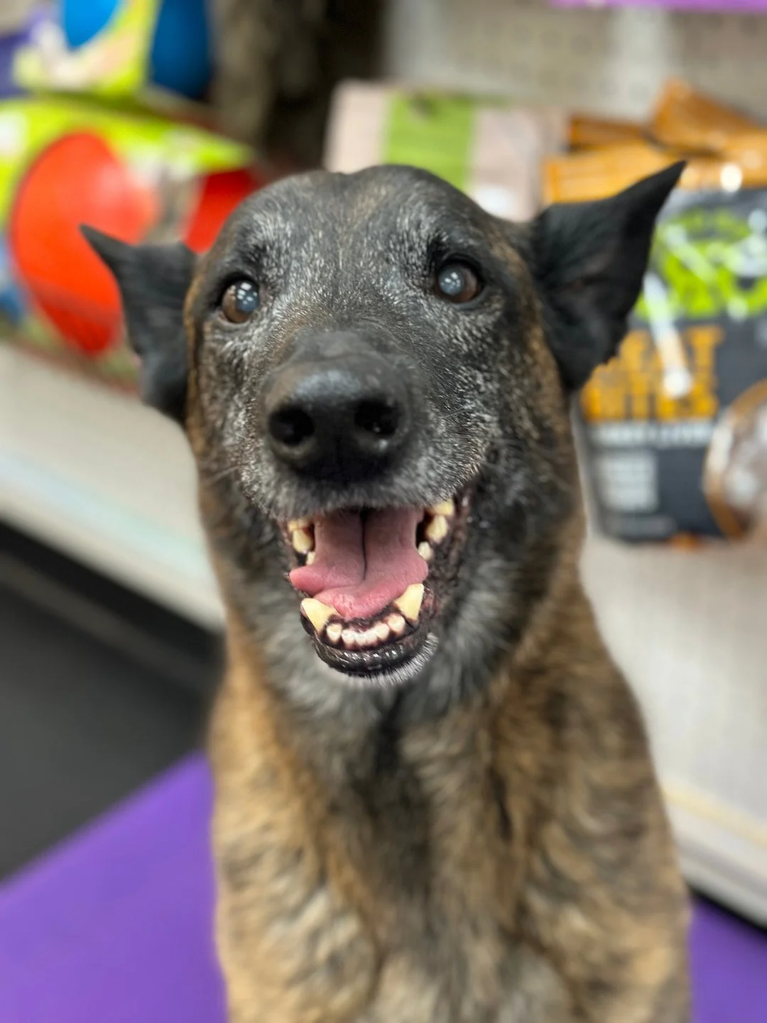 Close-up of a smiling dog with a black and brown coat, standing on a purple surface, in Paws N' Play with blurry colorful packages in the background.