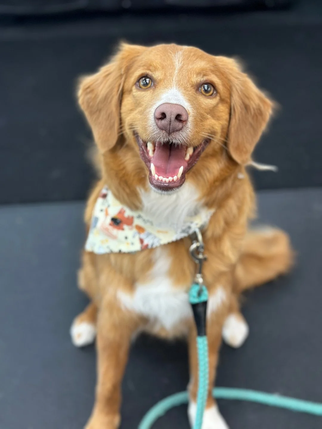 A happy brown dog with a white chest sitting on a black surface, wearing a floral bandana and a teal leash, looking up at the camera with an open mouth and visible teeth.