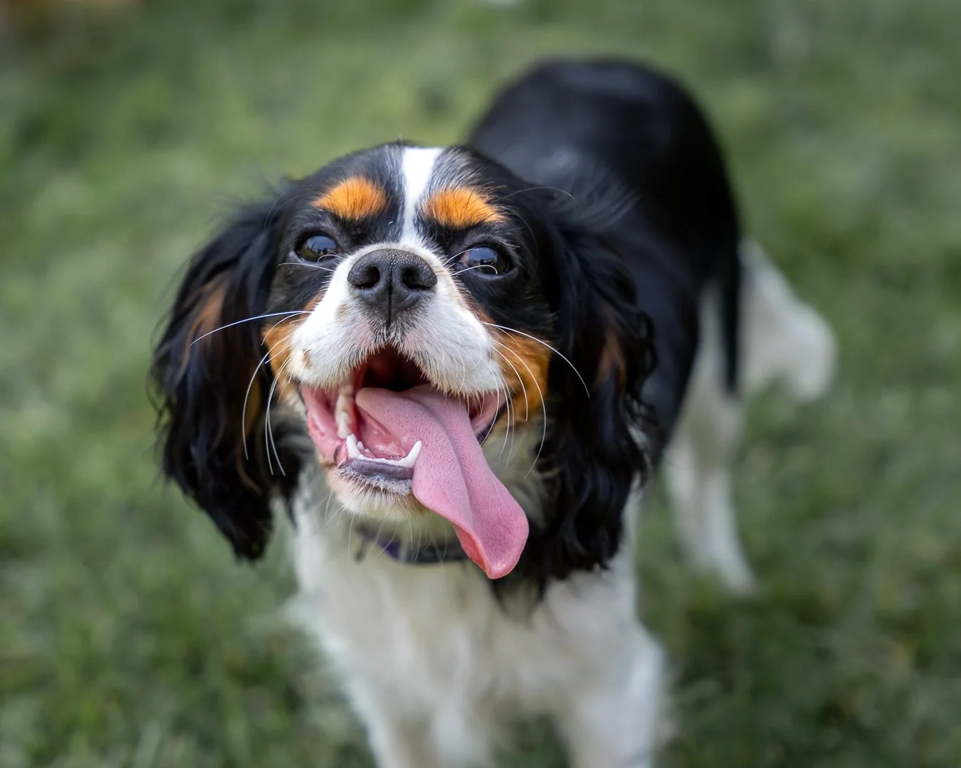 A happy puppy with its tongue out standing on grass