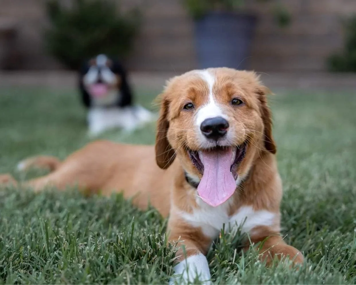 Smiling puppy lying on grass with a blurred dog in the background.