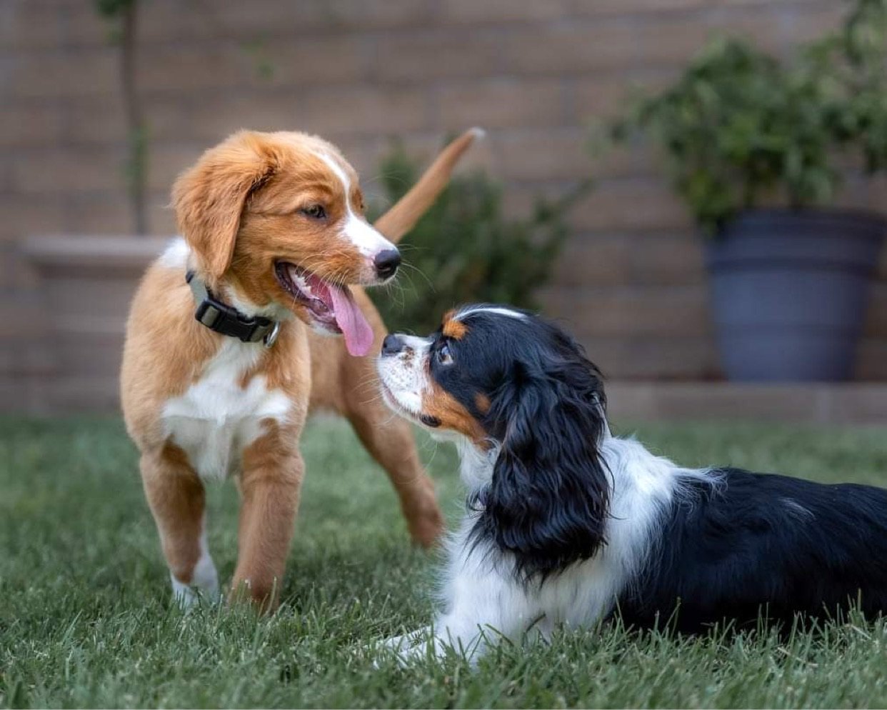 A playful outdoor scene featuring two dogs, one tan and white puppy with a collar, standing and tongue out, approaching a black, white, and tan adult dog, lying on green grass, in front of a brick wall and potted plant.
