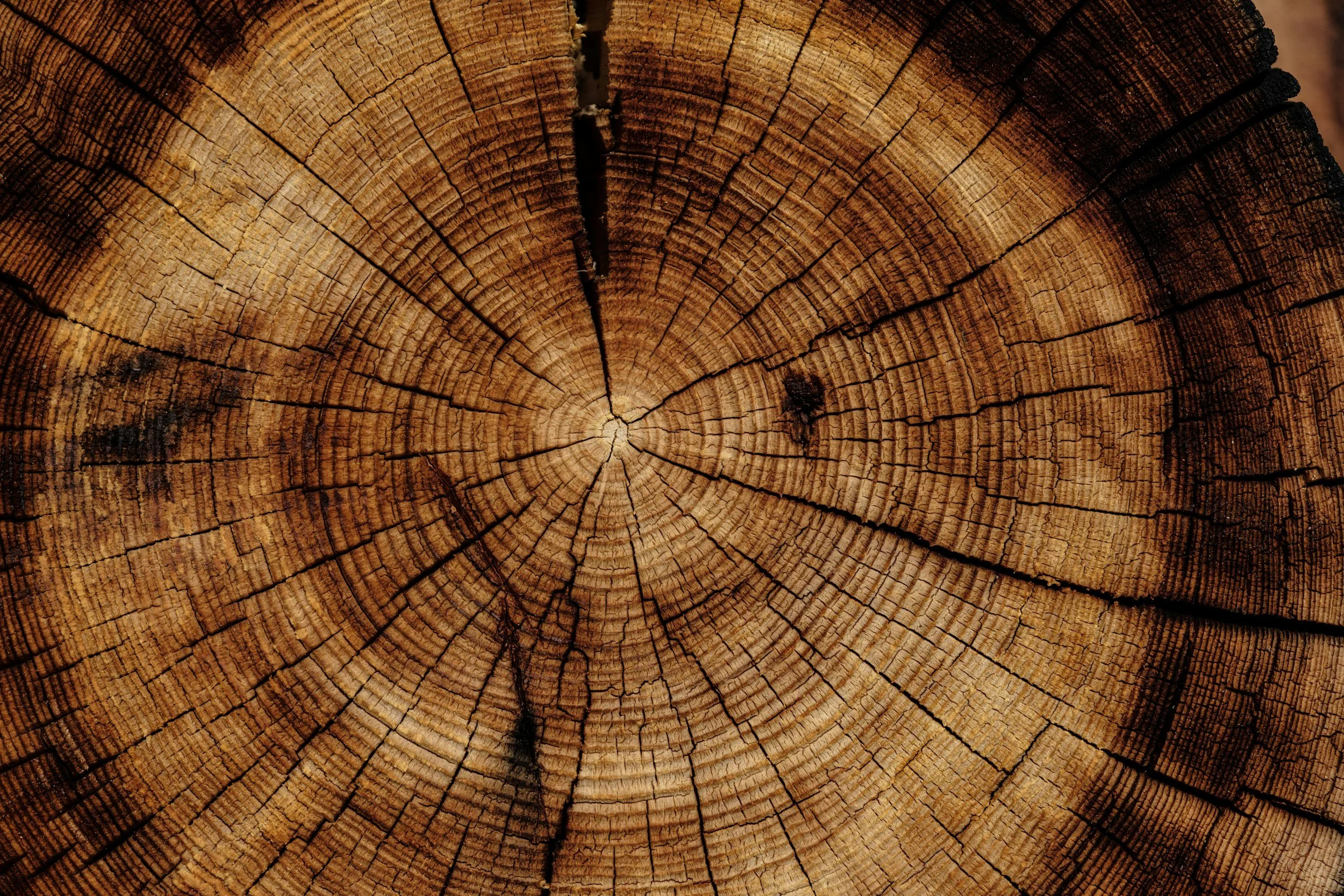 The Essence of Wood as Material &amp; Muse