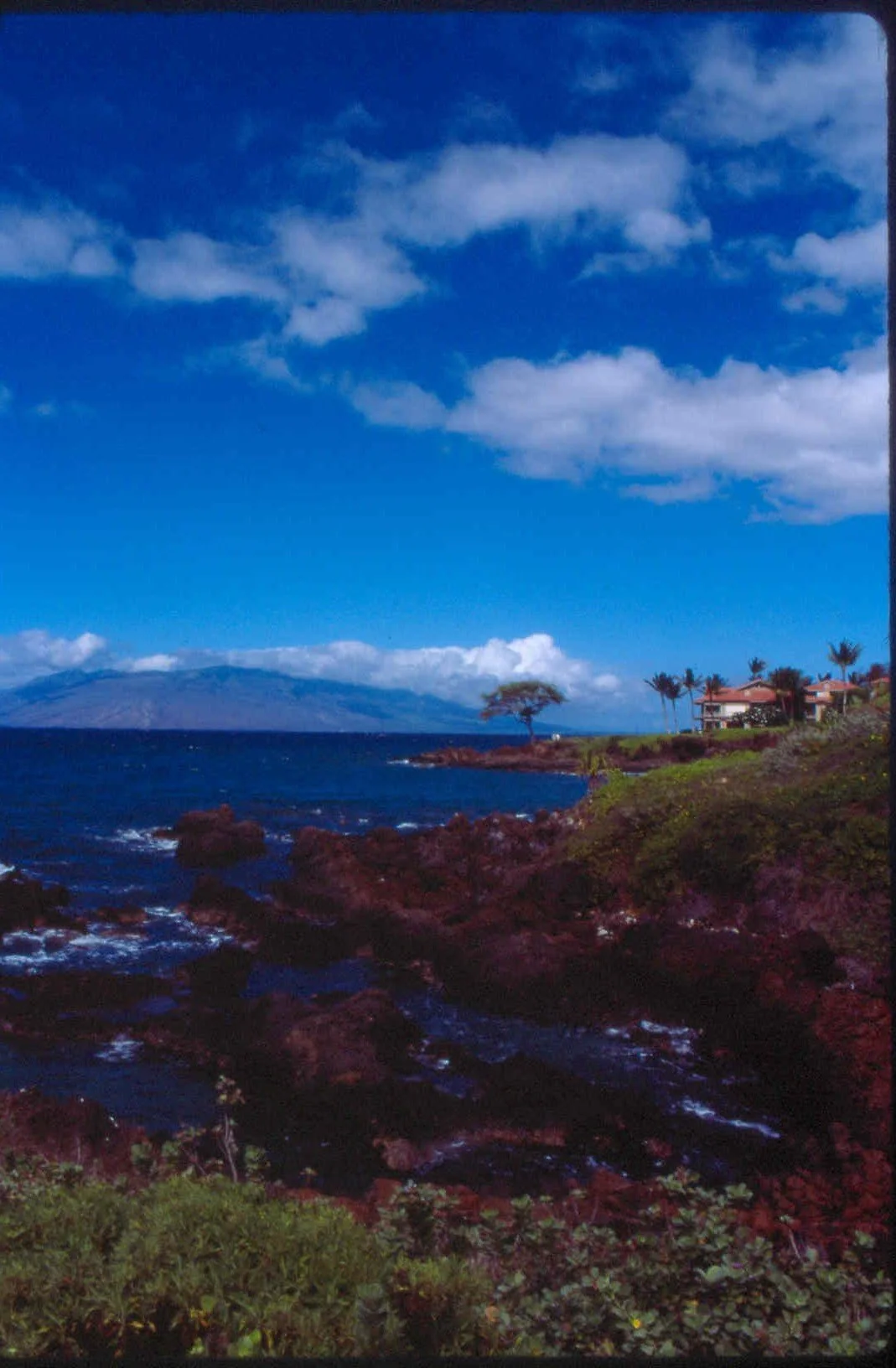 maui 3.jpg