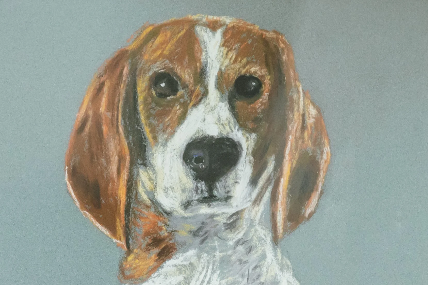 A realistic pastel of a beagle dog with brown, white, and black fur, looking directly at the viewer against a plain light grey background. commissioned artwork