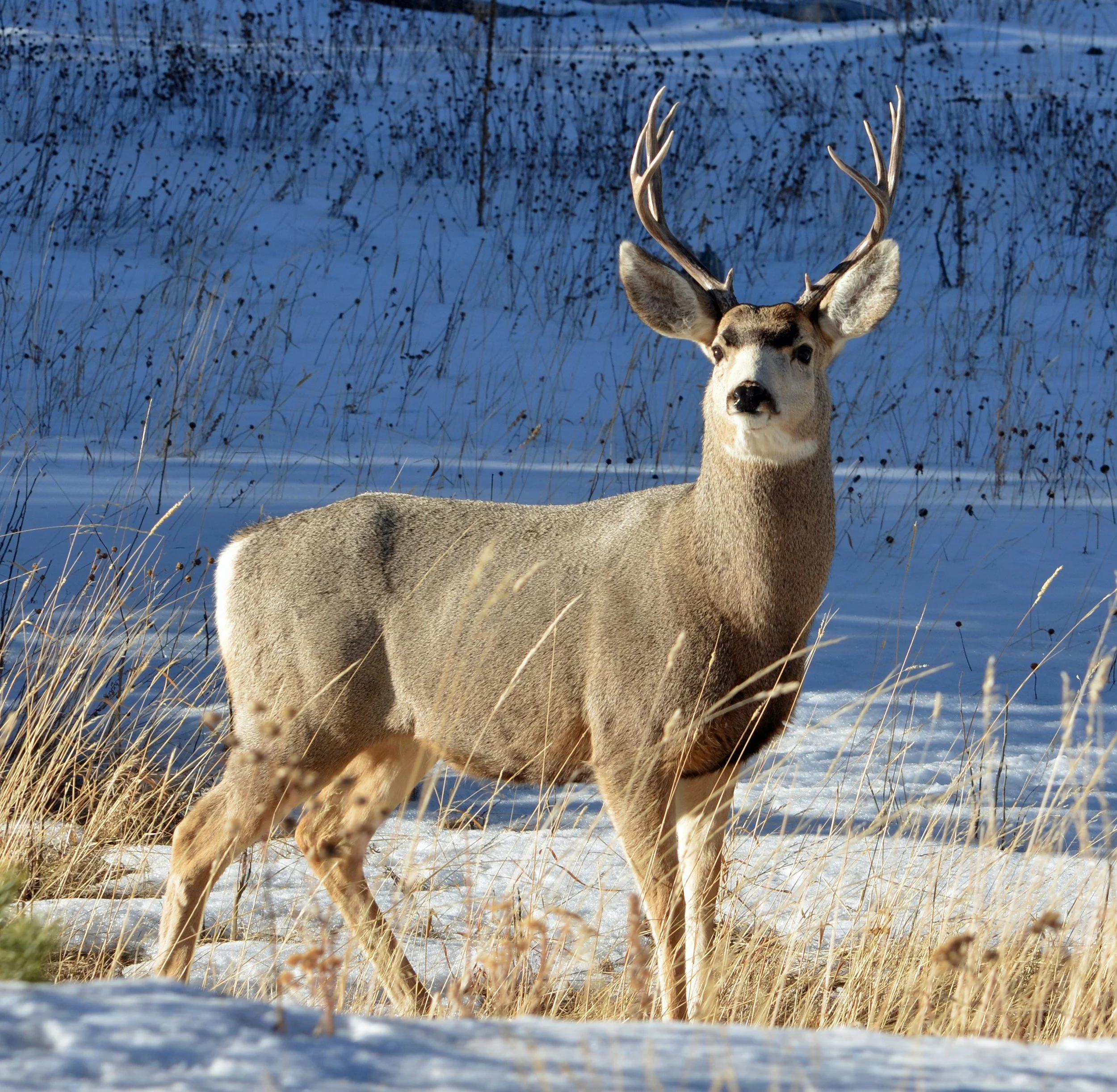 A deer standing in a snowy field with tall, dry grass and a blue background.