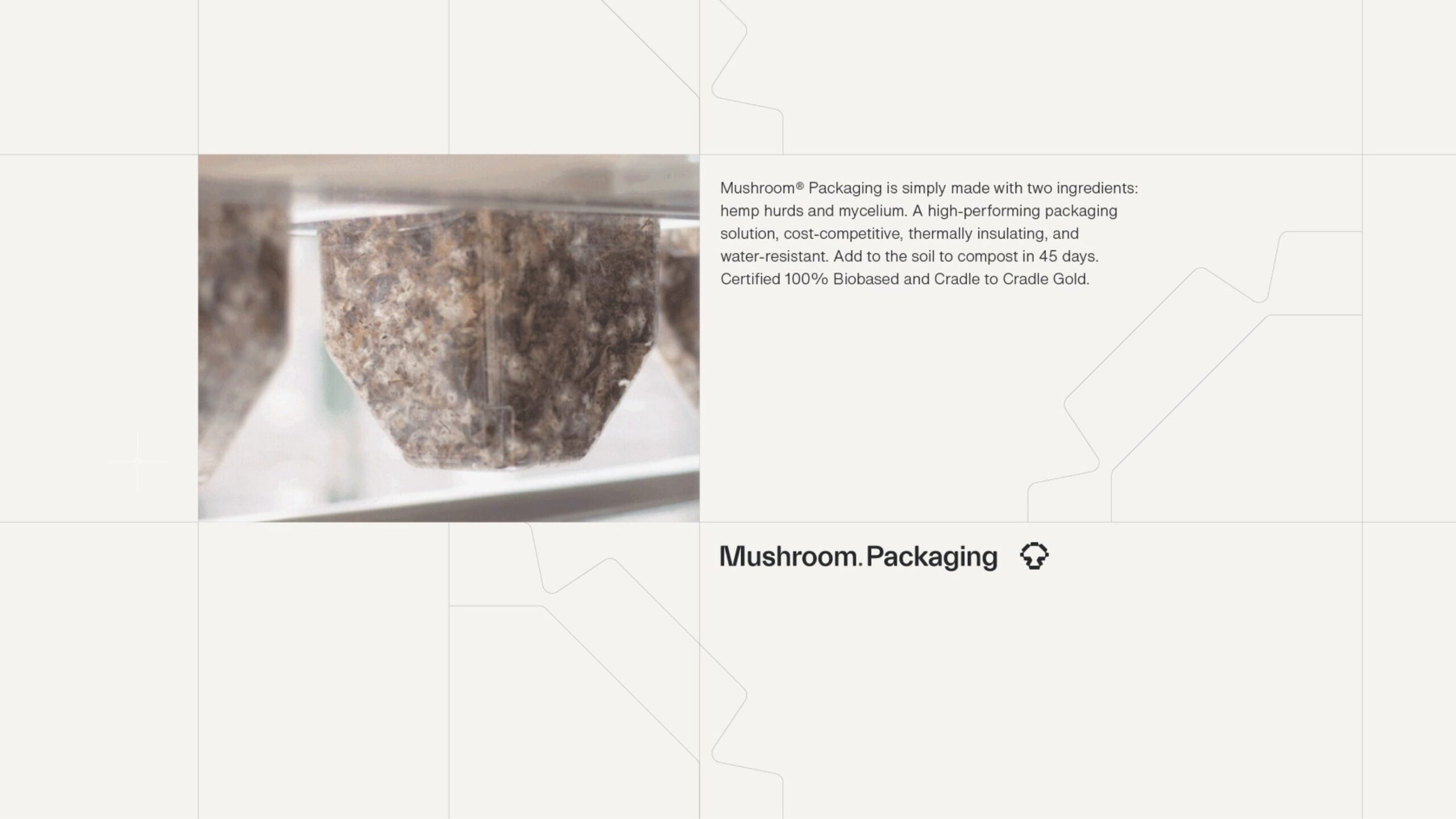 mushroompackagaing-branding-13@2x-scaled.jpg