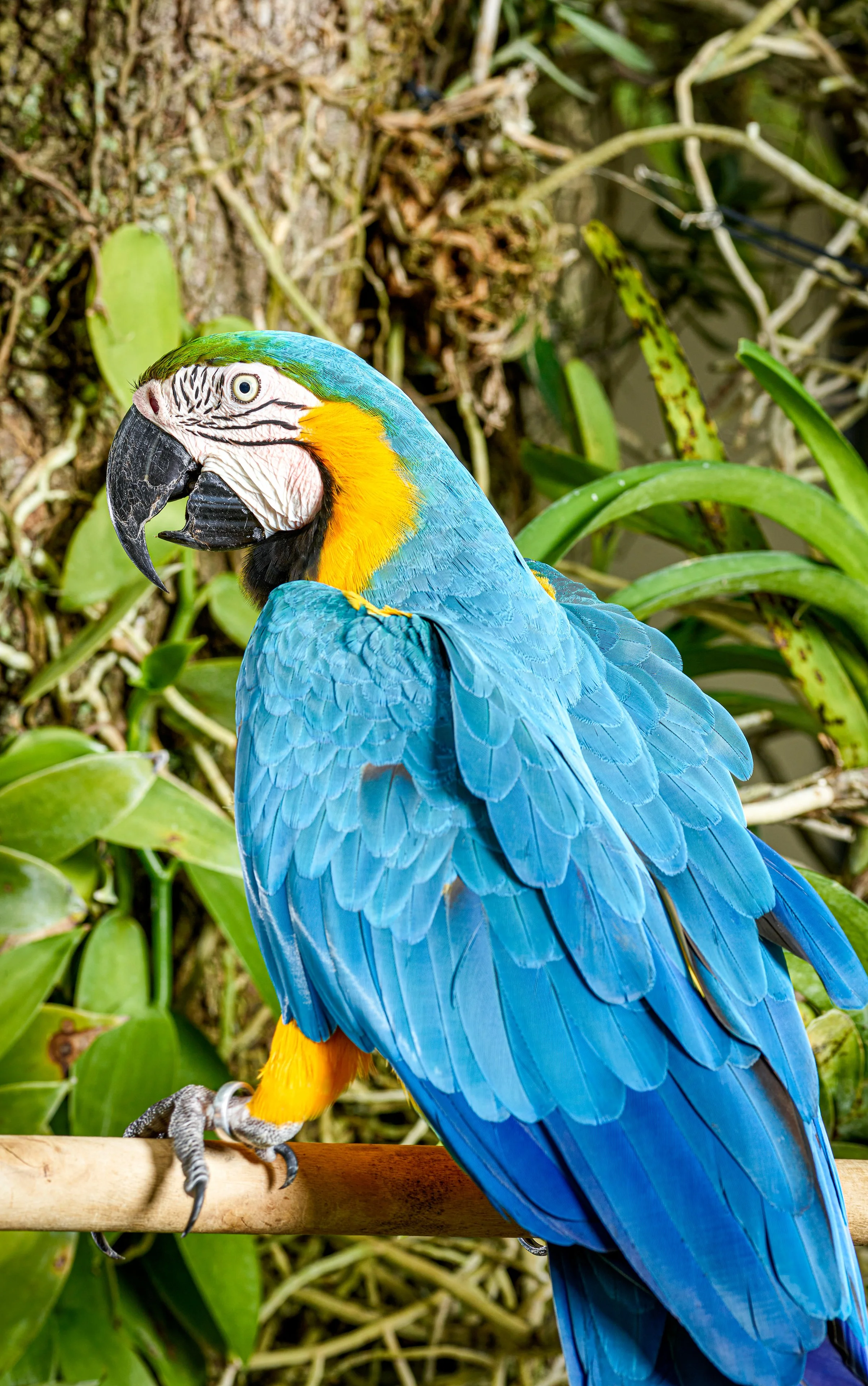 ANIMALS_323final.jpg