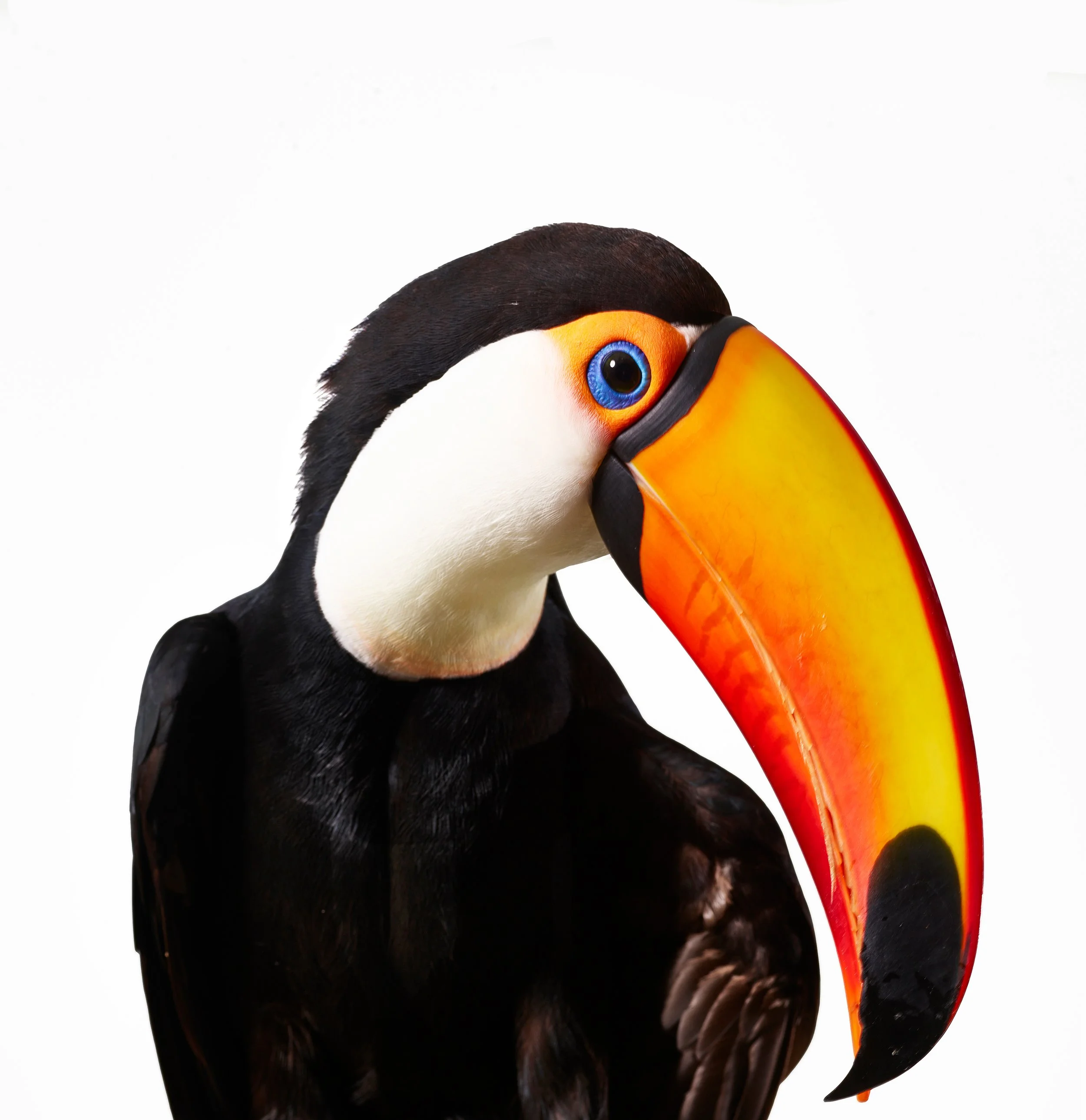 ANIMALS_186 2final.jpg