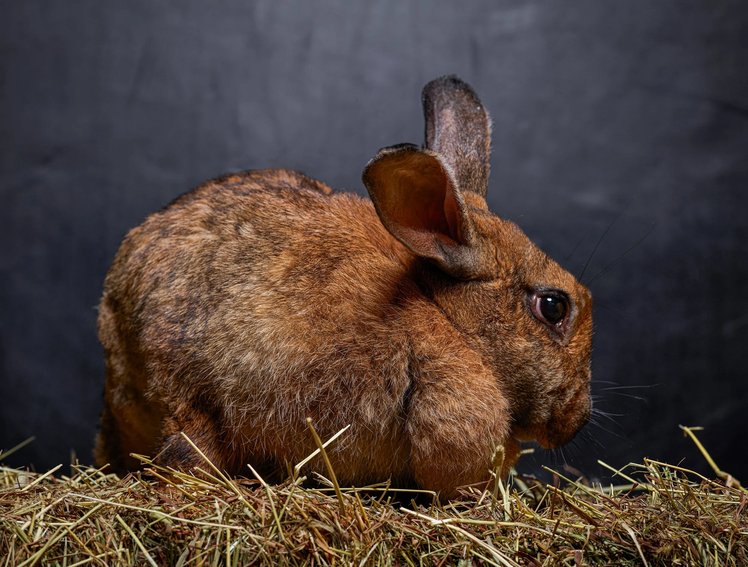 ANIMALS_432final.jpg