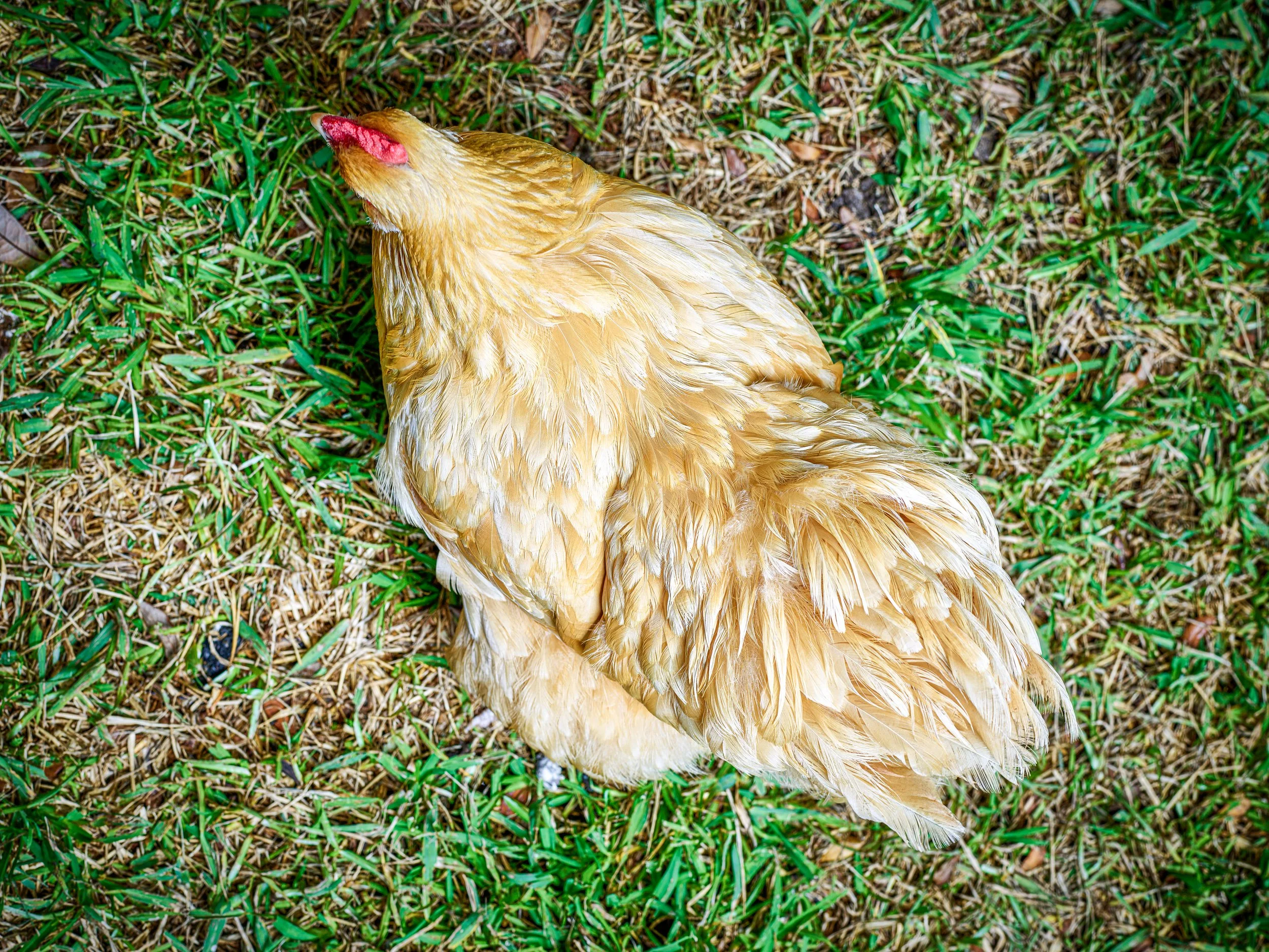 ANIMALS_487 final.jpg