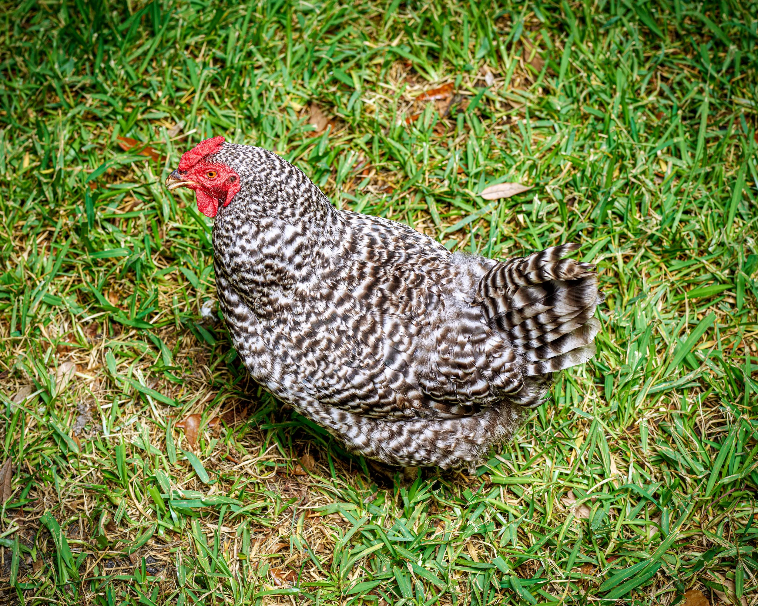 ANIMALS_483final.jpg