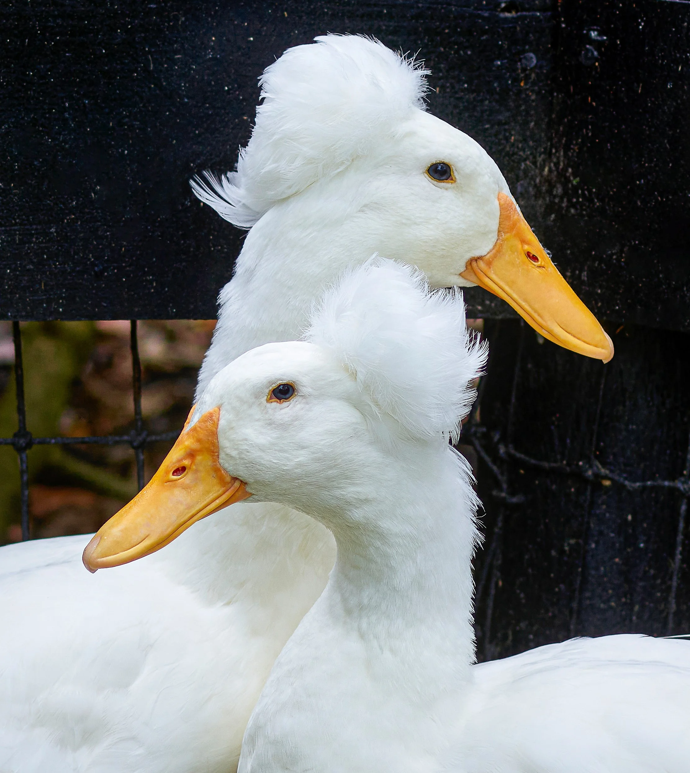 ANIMALS_545final.jpg