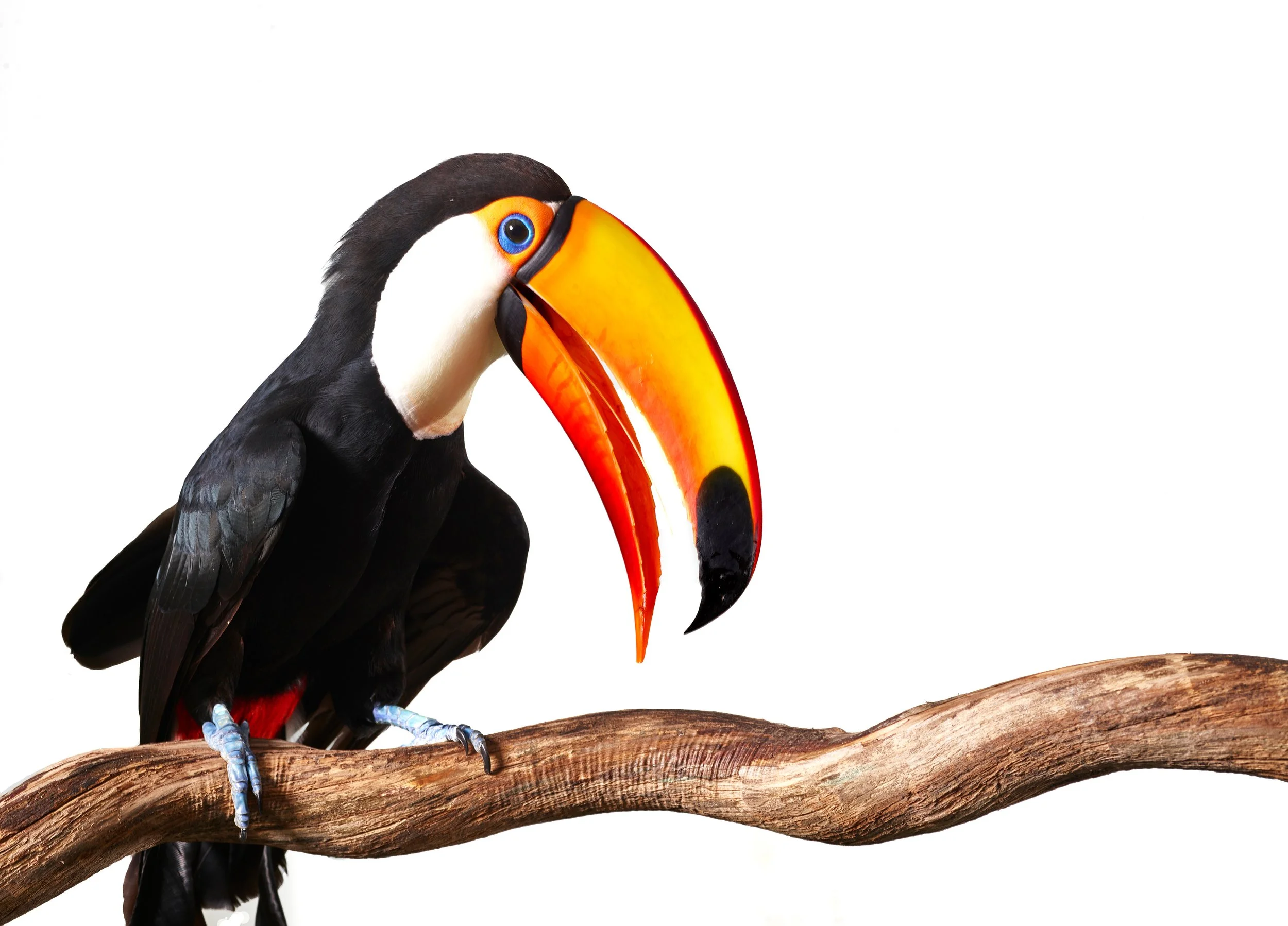 ANIMALS_174 2final.jpg
