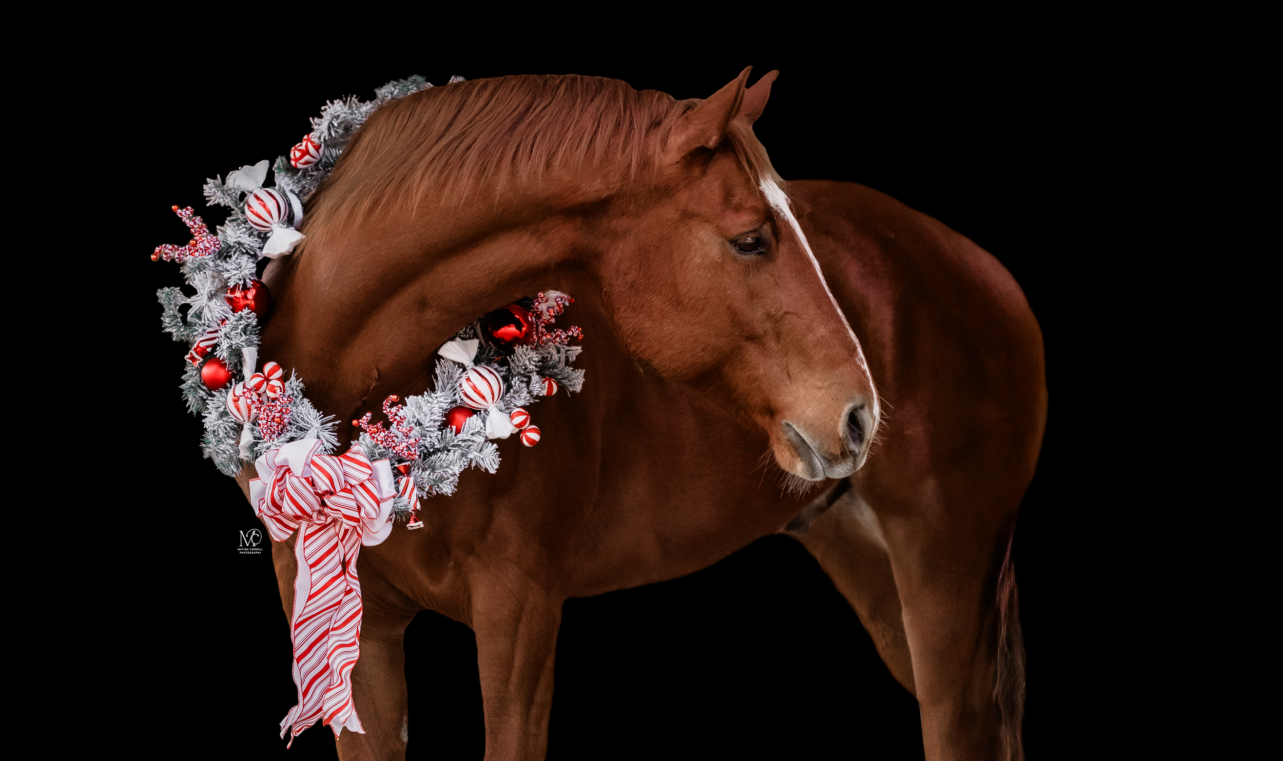 JACK IN MY MOONSHINE