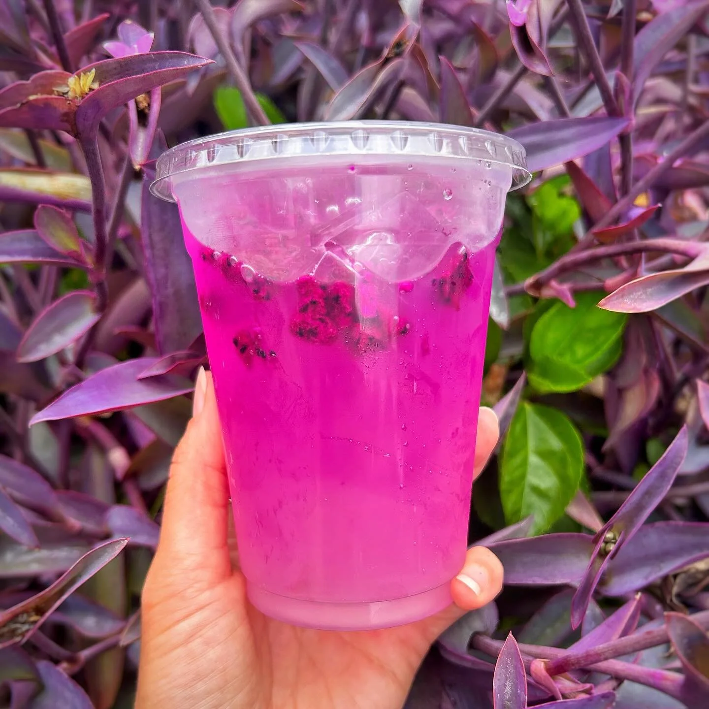 Need a spooky “summeresque” refresher? Try our delicious Pineapple Lemonade with Dragon Fruit pieces! ๐๐ฆ๐๐ฉท๐
.
And don’t forget to come out and support us tomorrow for our @kindkeeper adoption pop up! 10% of all of our proceeds