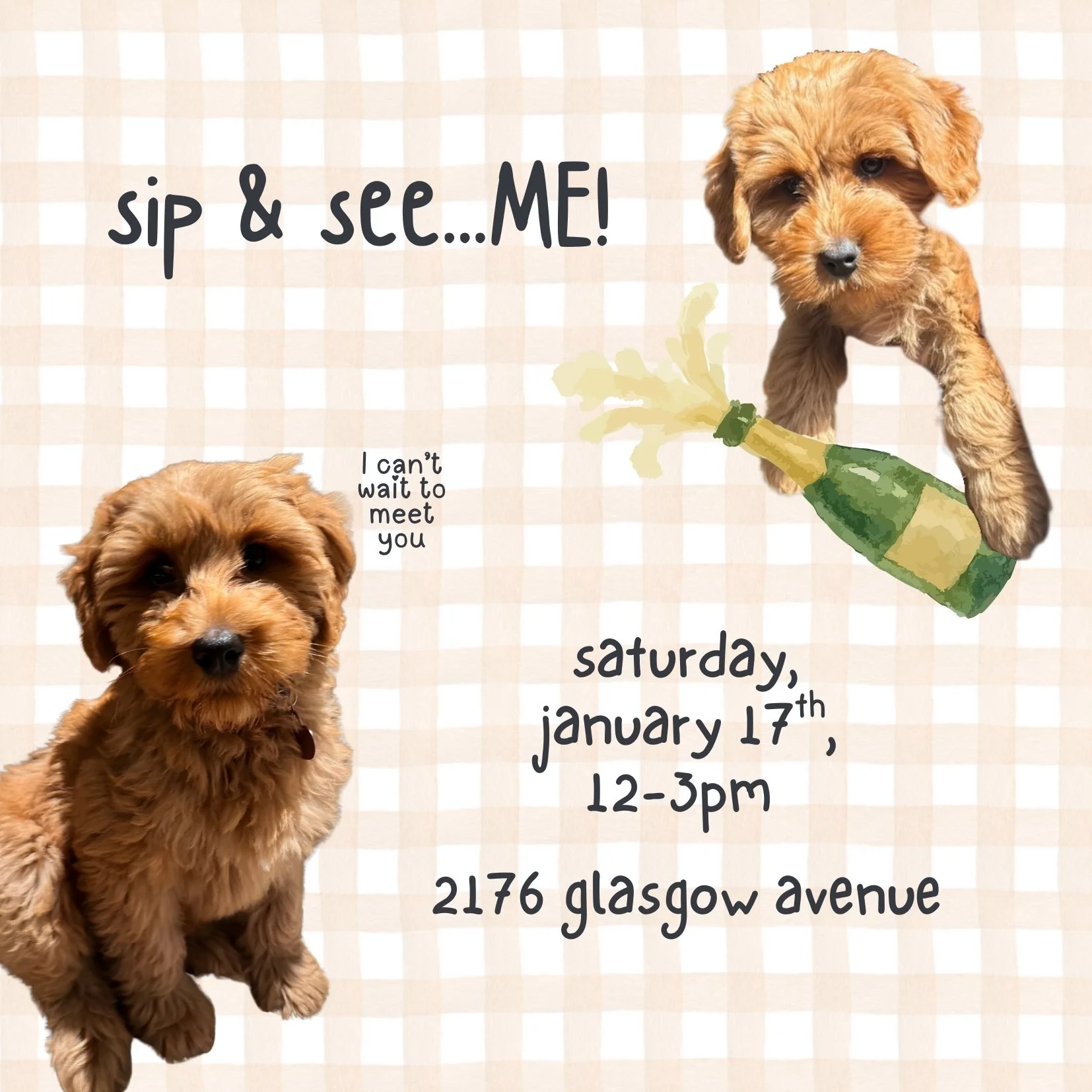 zelda's sip and see