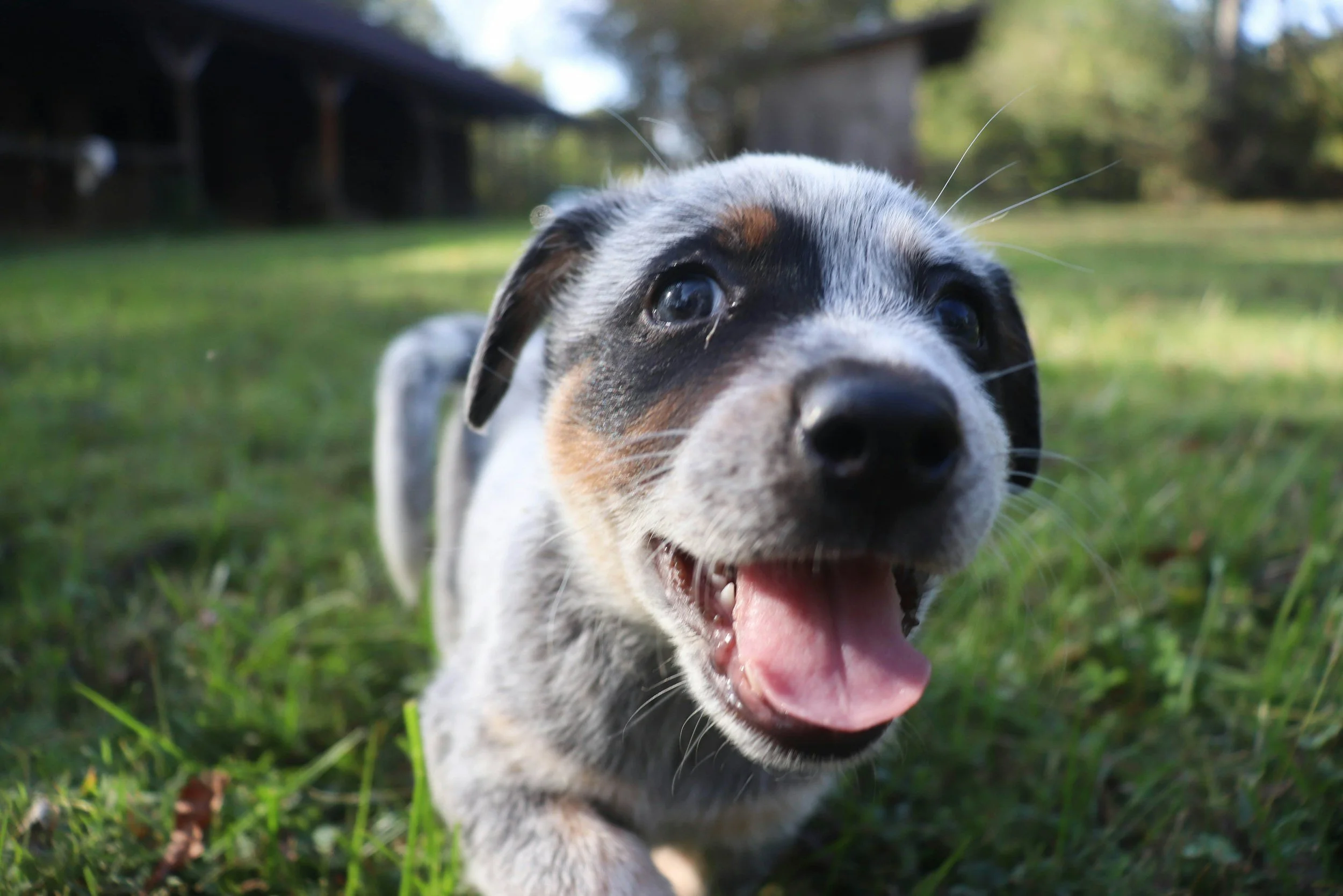 Puppy-Training-For-Barking