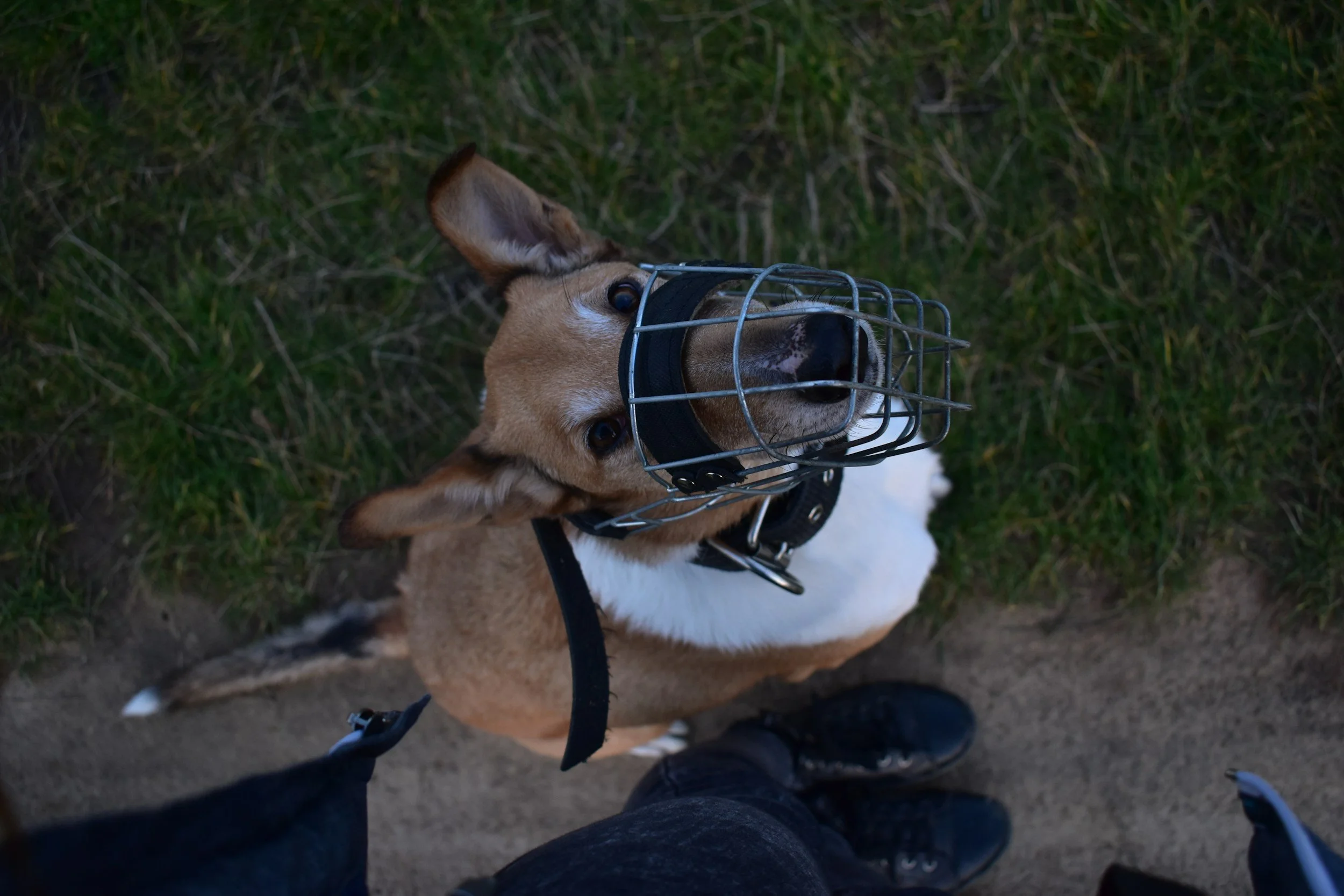 Pet-Training-For-Aggressive-Dogs