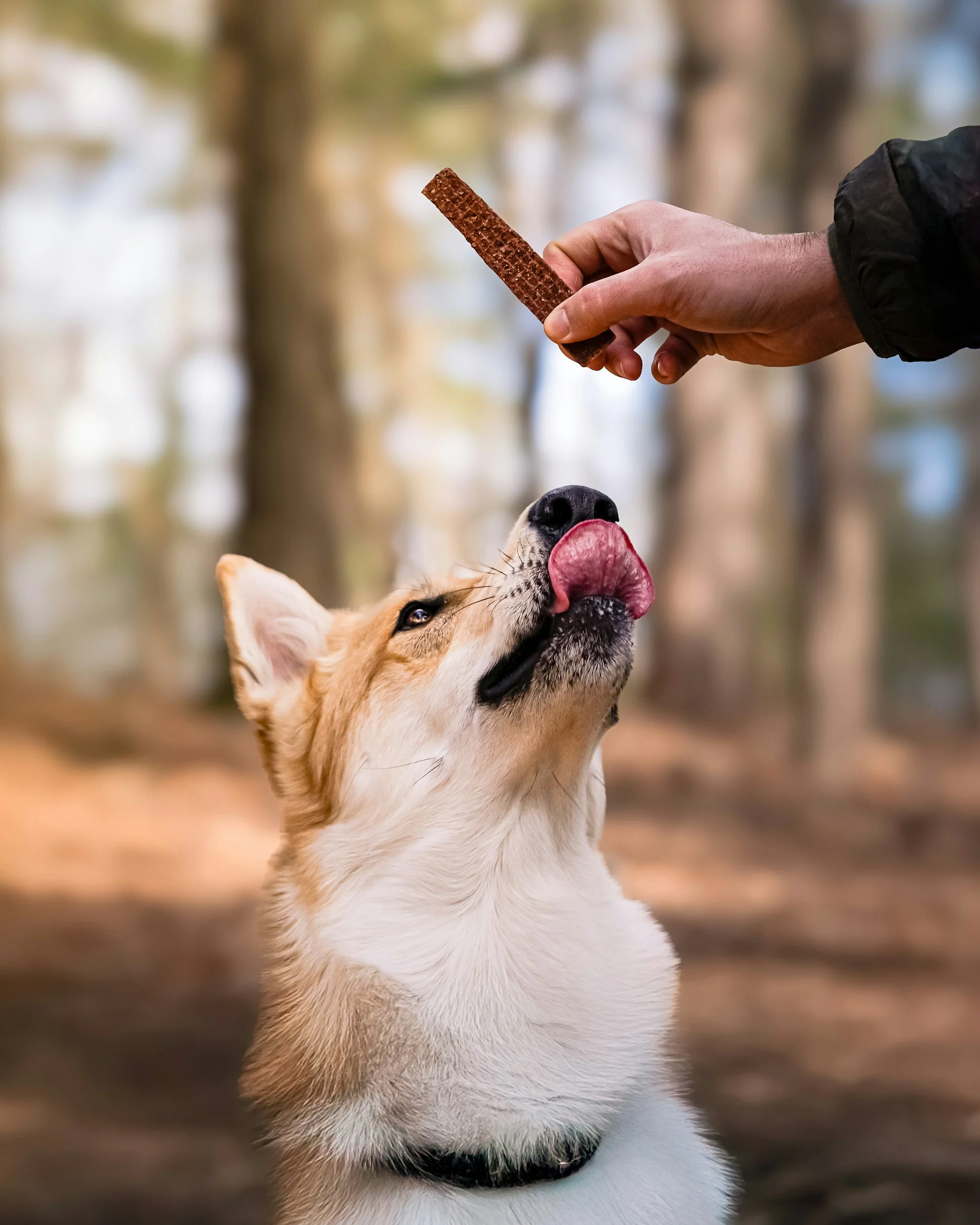 dog-training-for-camping