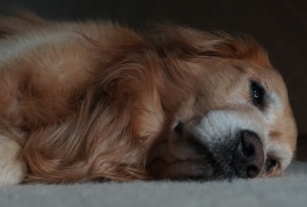 Should You Send Your Reactive Dog Away to Be Fixed?
