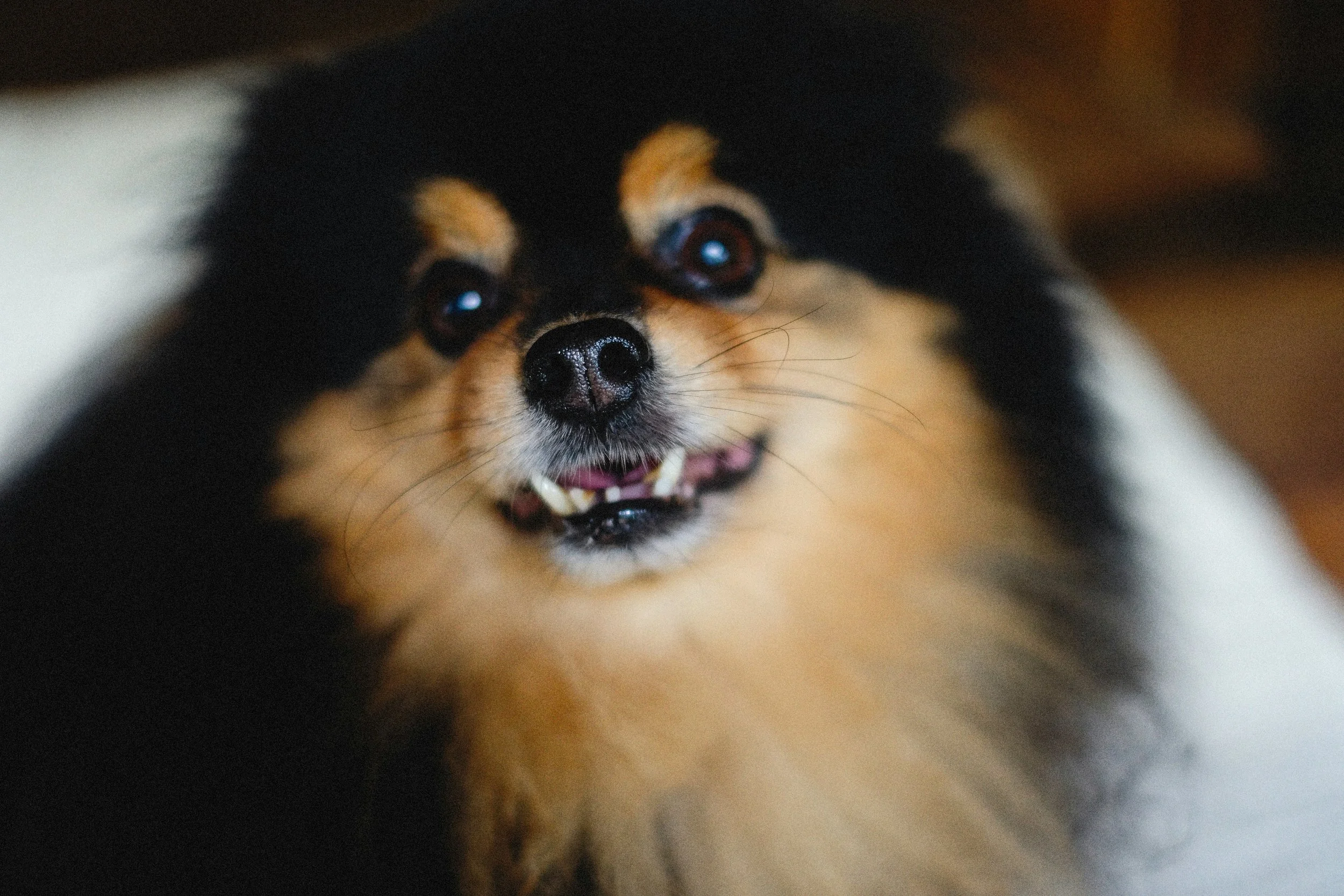 Sending Your Reactive Pup to Camp: The Truth About Board and Train Programs