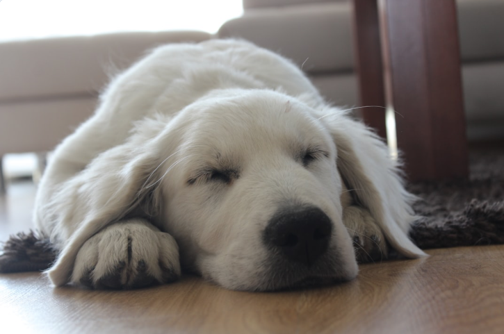 Tired Pups Are Well Behaved Pups: Best Puppy Play Groups and Day Camps