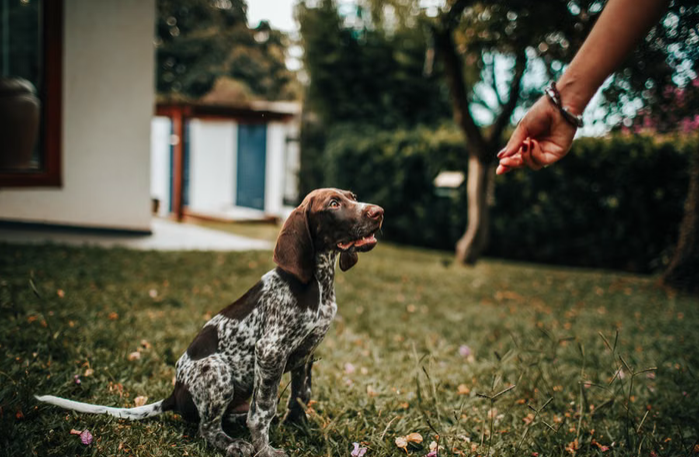Choosing the Best Dog Board and Train Program for Fast Results