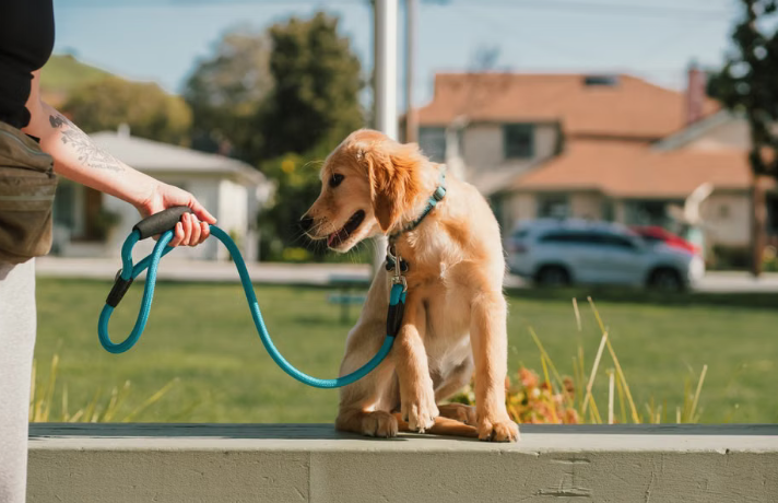 The Ultimate No-Stress Guide to Puppy House Training