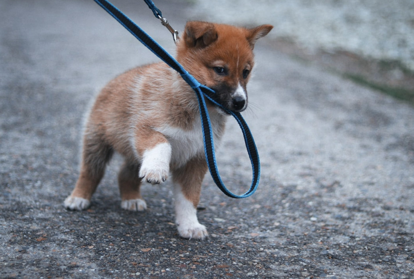 The Ultimate Guide to Puppy Obedience Training Near You