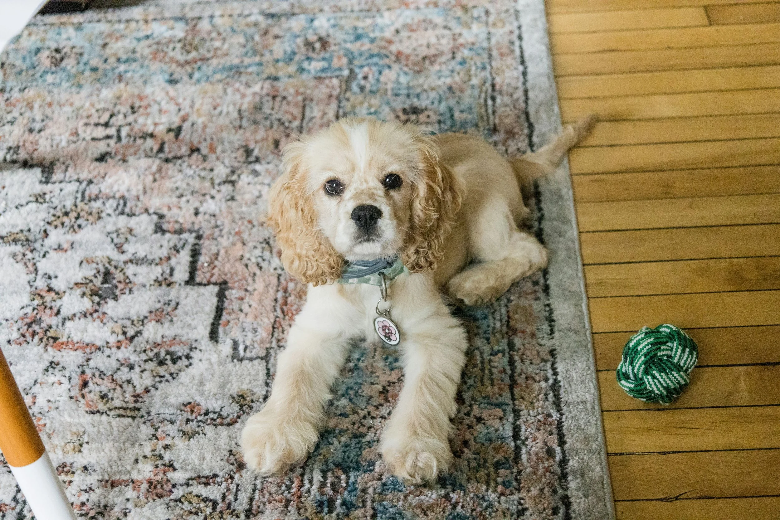 An Essential Guide to Safe Boarding Options for Your Puppy