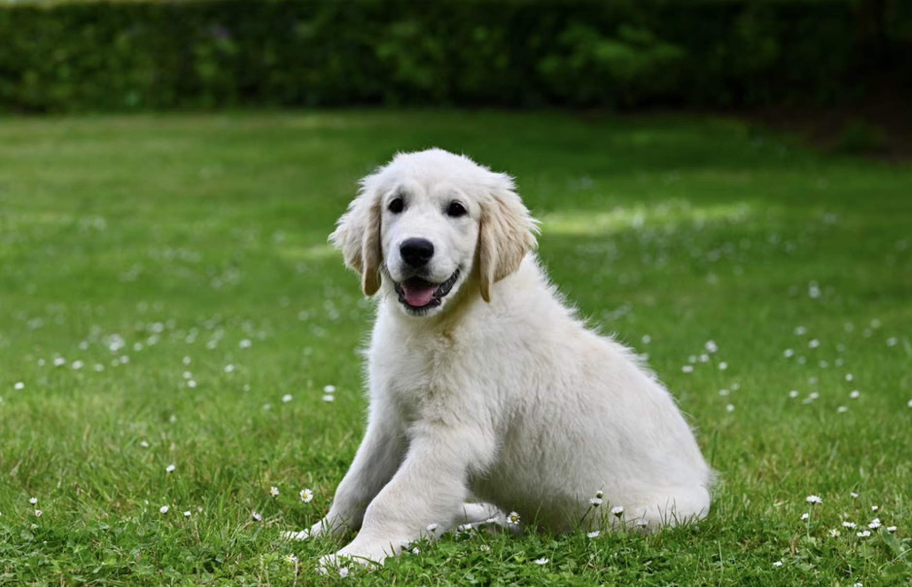 The Ultimate Guide to Puppy Kindergarten Near You in Livonia
