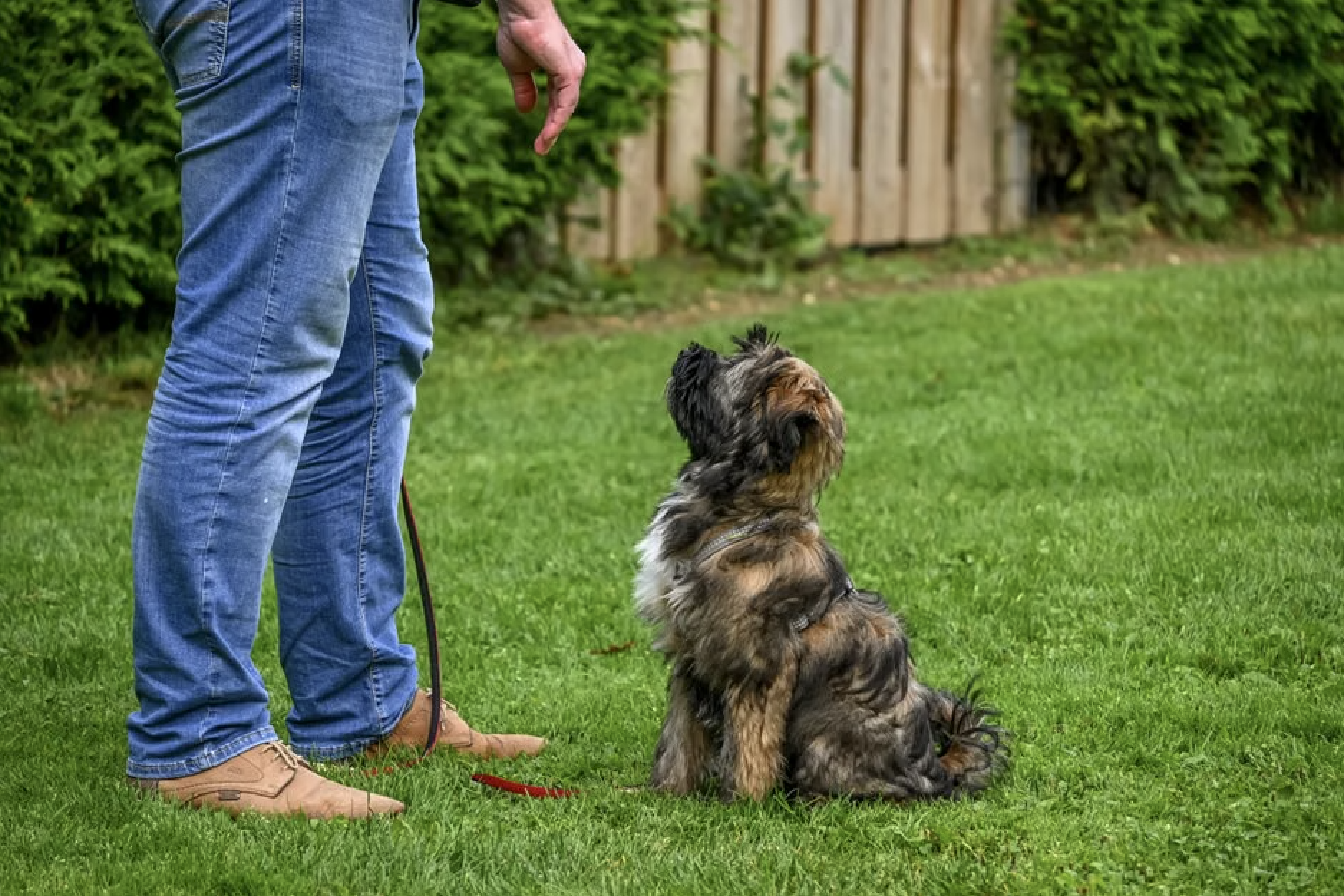 Is Razor K-9 Private 1-on-1 Dog Training Right for Your Pup?