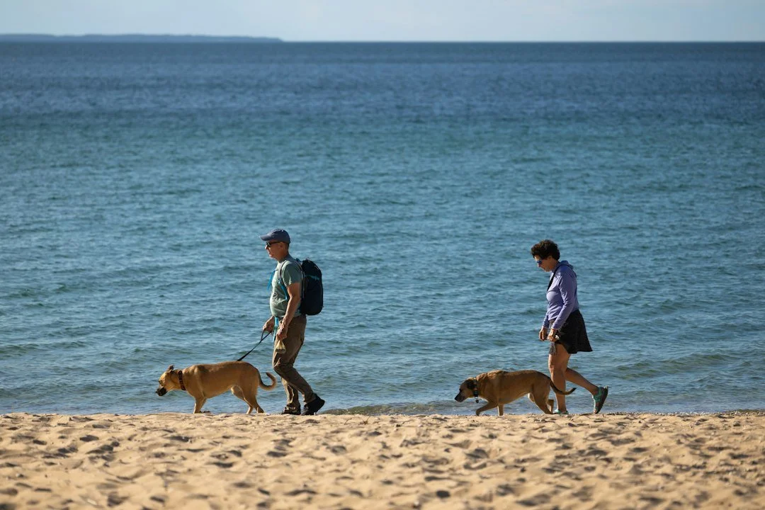 Breaking Down the True Costs of Dog Board and Train Programs Across Michigan