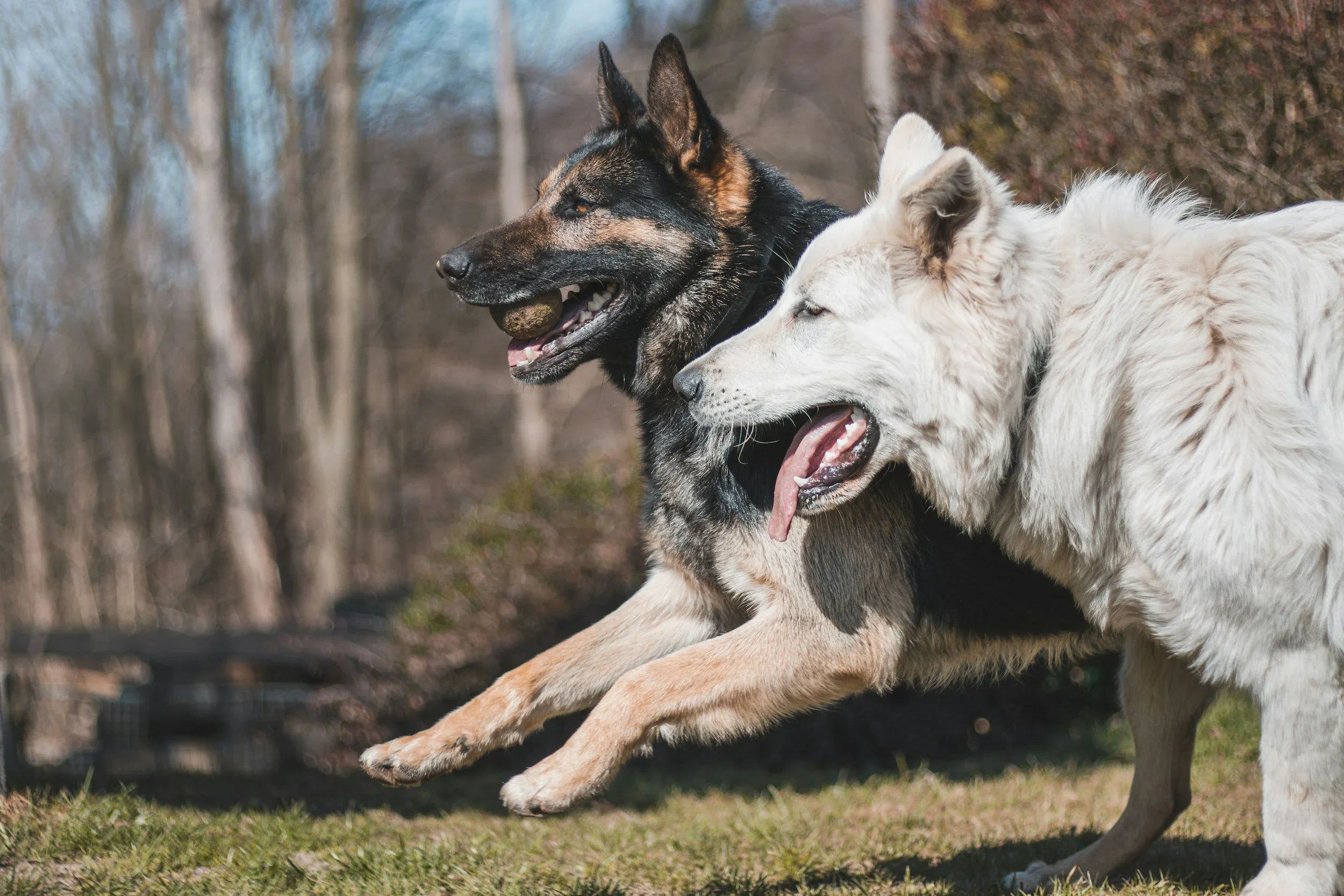 Mastering Canine Behavior with Expert Dog Training Novi MI
